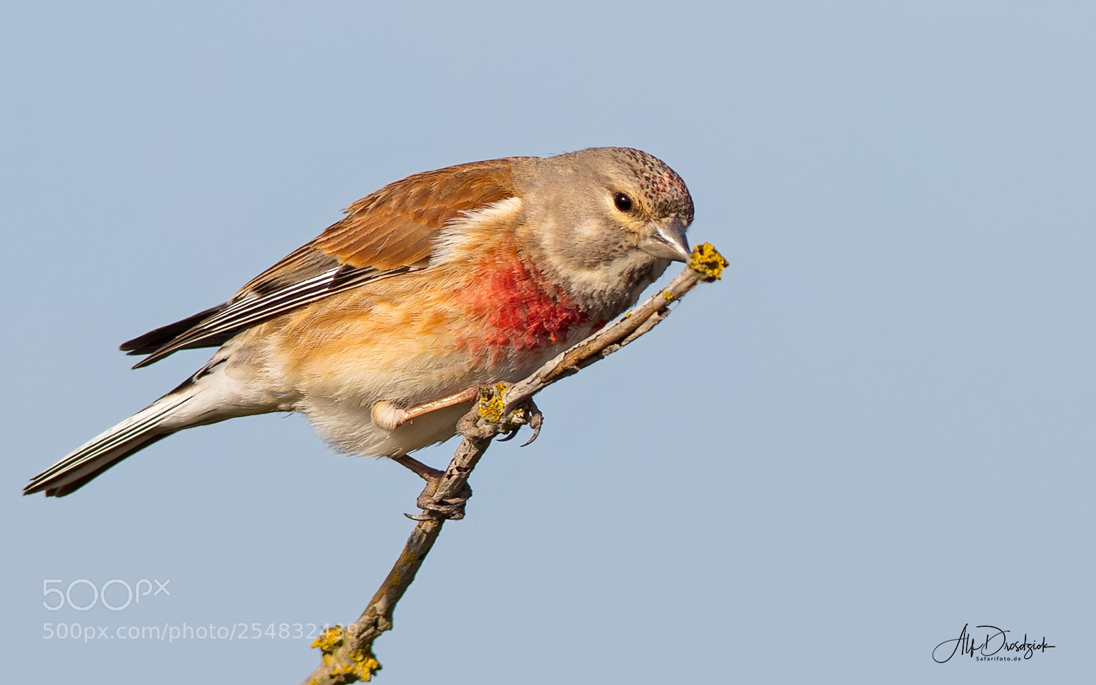 Canon EOS 5DS R sample photo. Linnet on the island photography