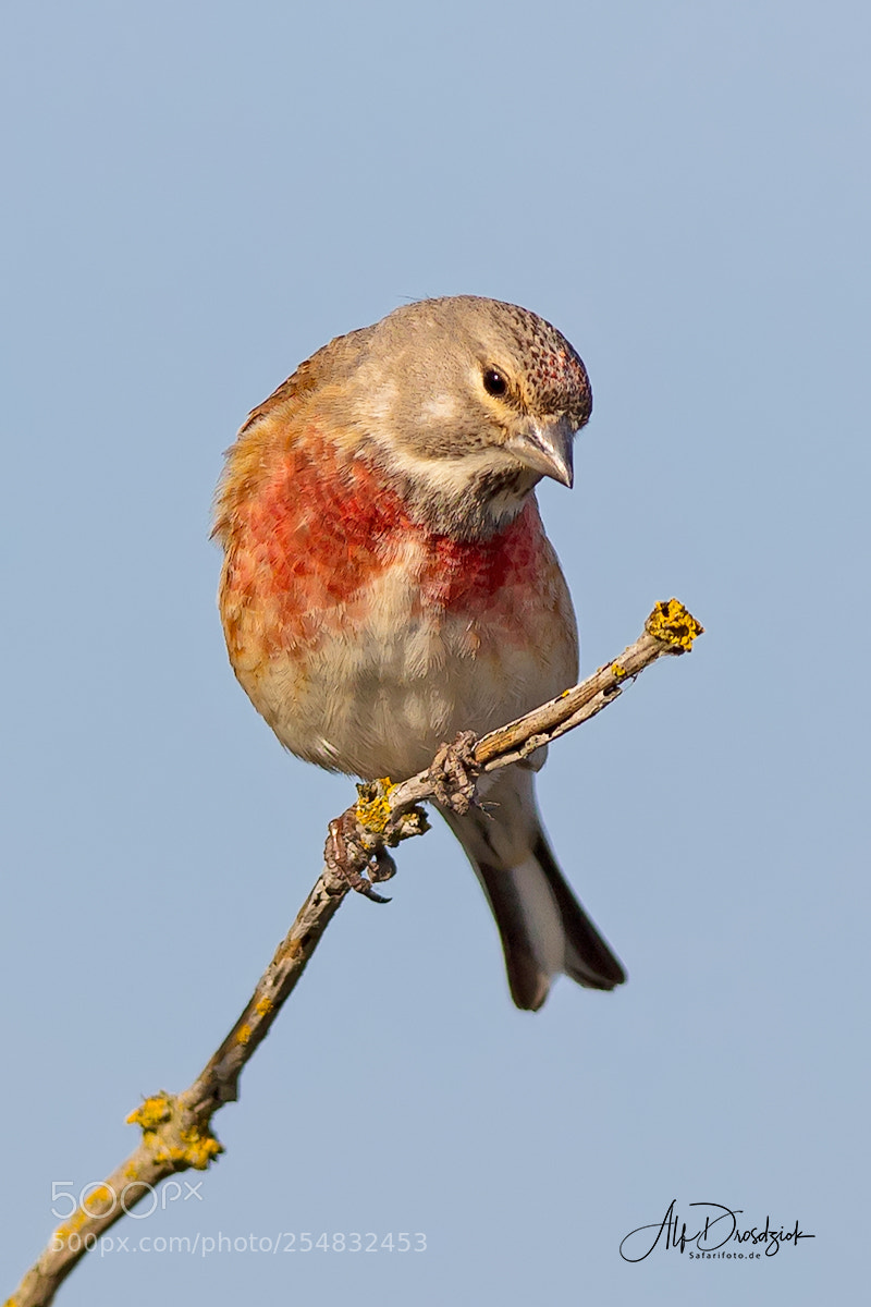Canon EOS 5DS R sample photo. Bluthänfling - linnet photography