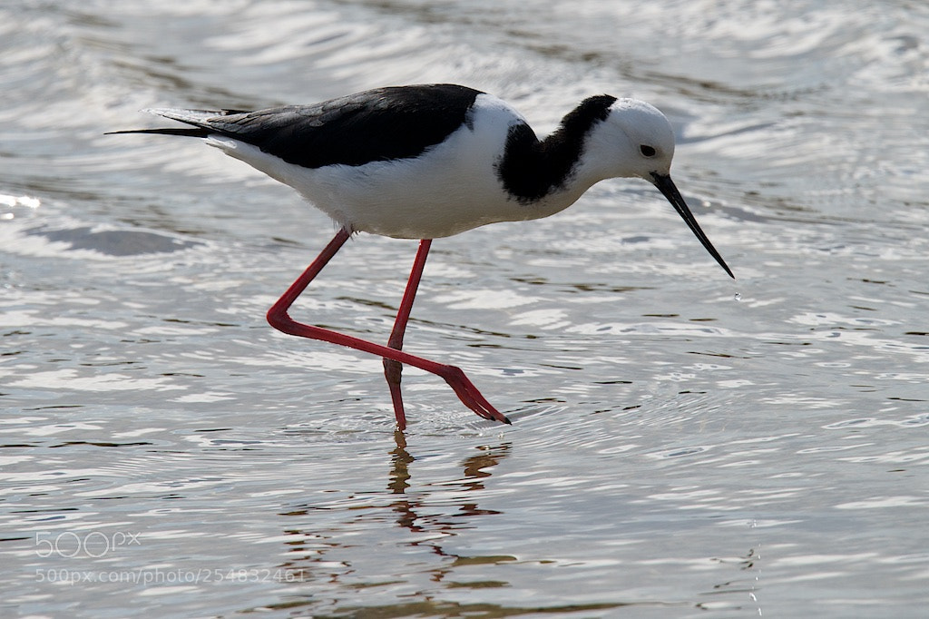 Nikon D600 sample photo. Pied stilt photography