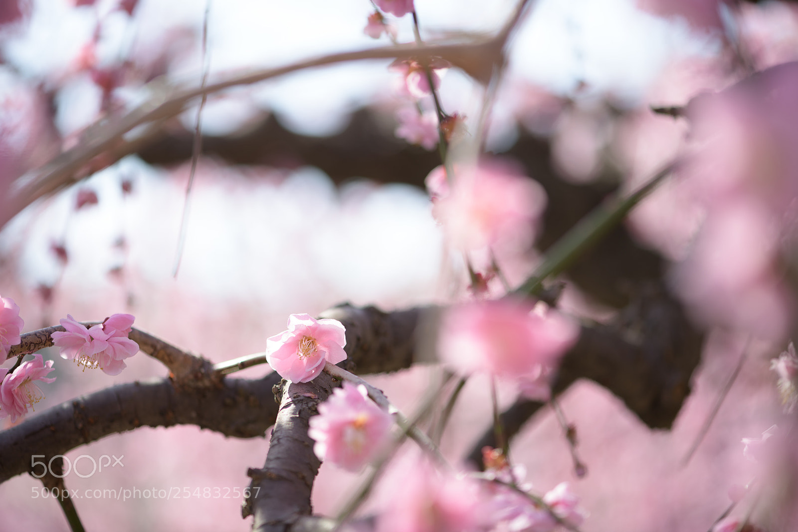 Nikon D850 sample photo. Ume on a branch photography