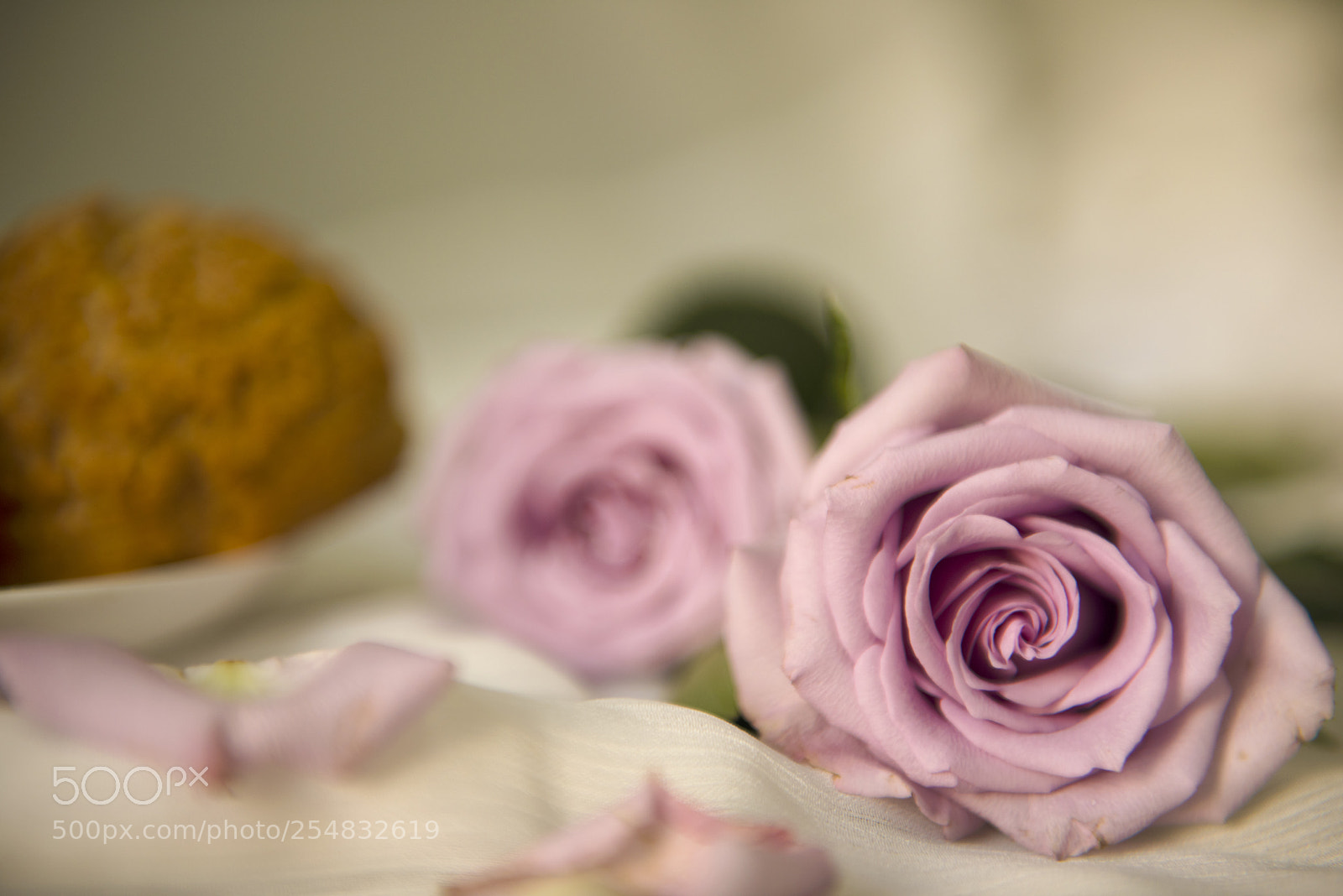Nikon D810 sample photo. 午后茶紫玫瑰 photography