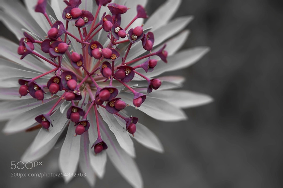 Nikon D5000 sample photo. Euphorbia atropurpurea photography