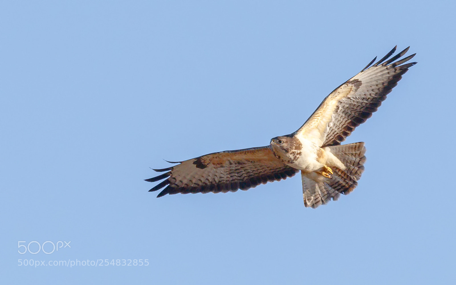Canon EOS 7D Mark II sample photo. Buteo buteo photography