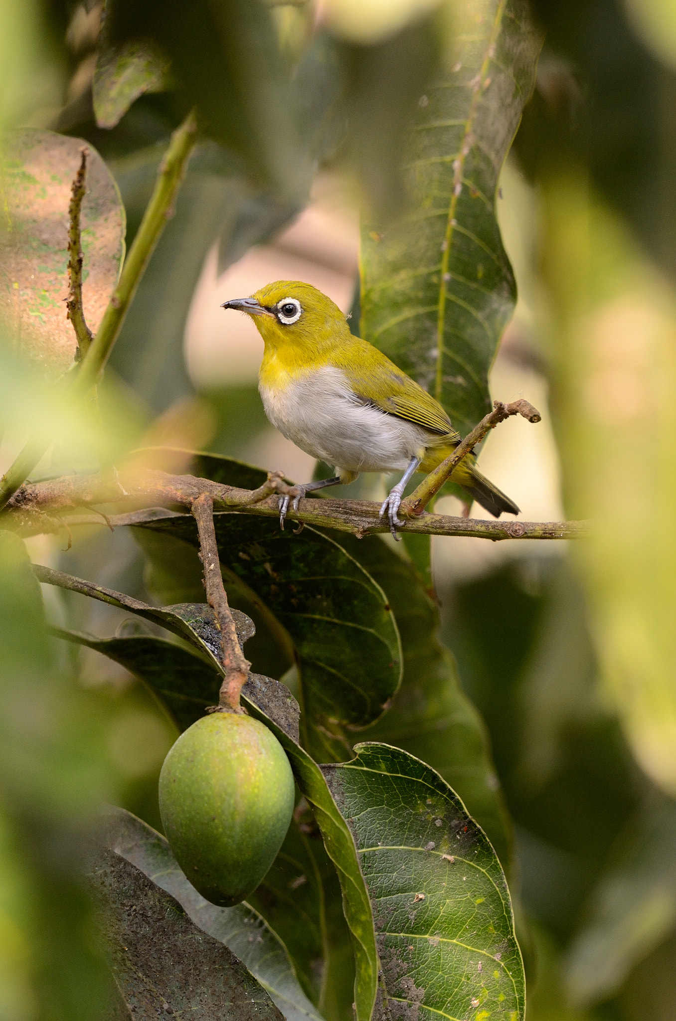 Nikon AF-S Nikkor 200-500mm F5.6E ED VR sample photo. The white eye & the mango photography