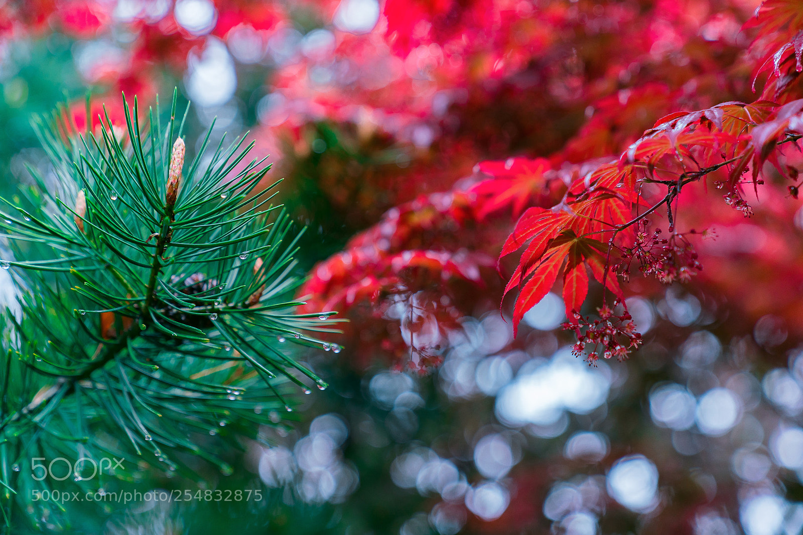 Sony a7R II sample photo. 争艳 photography