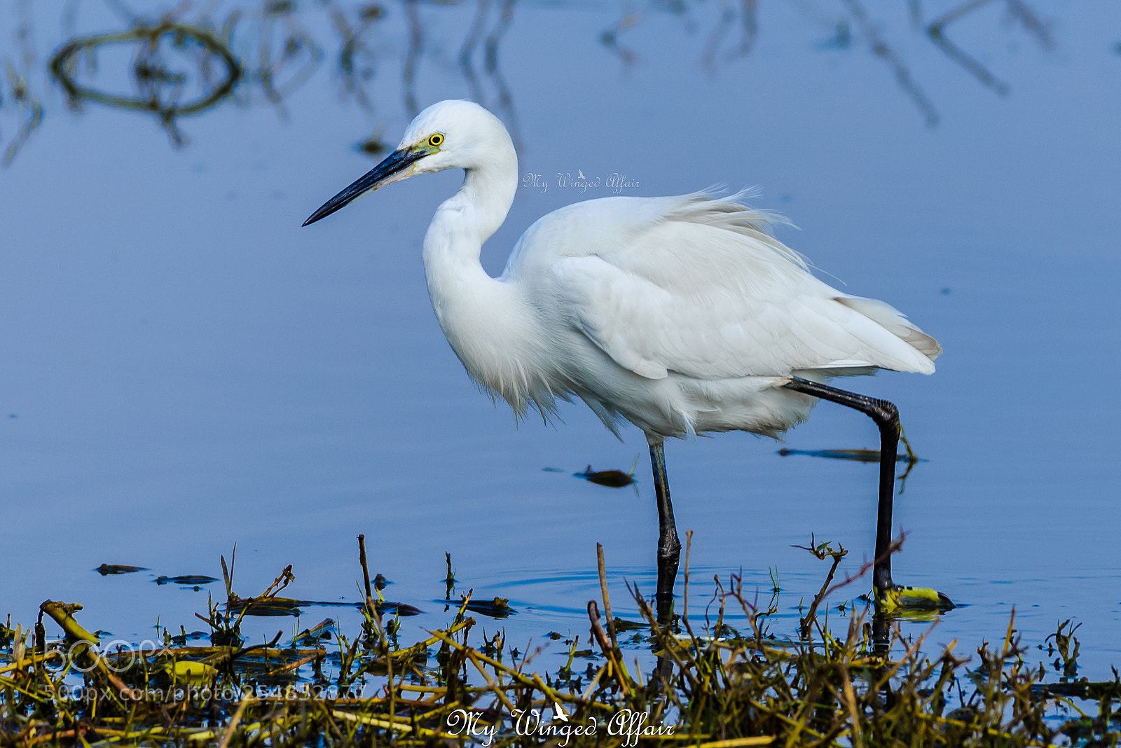 Nikon D610 sample photo. Little egret photography