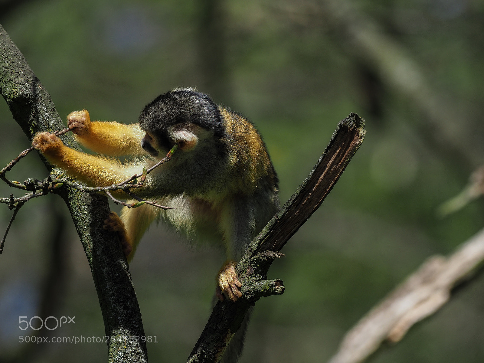 Olympus OM-D E-M1 Mark II sample photo. Squirrel monkey photography