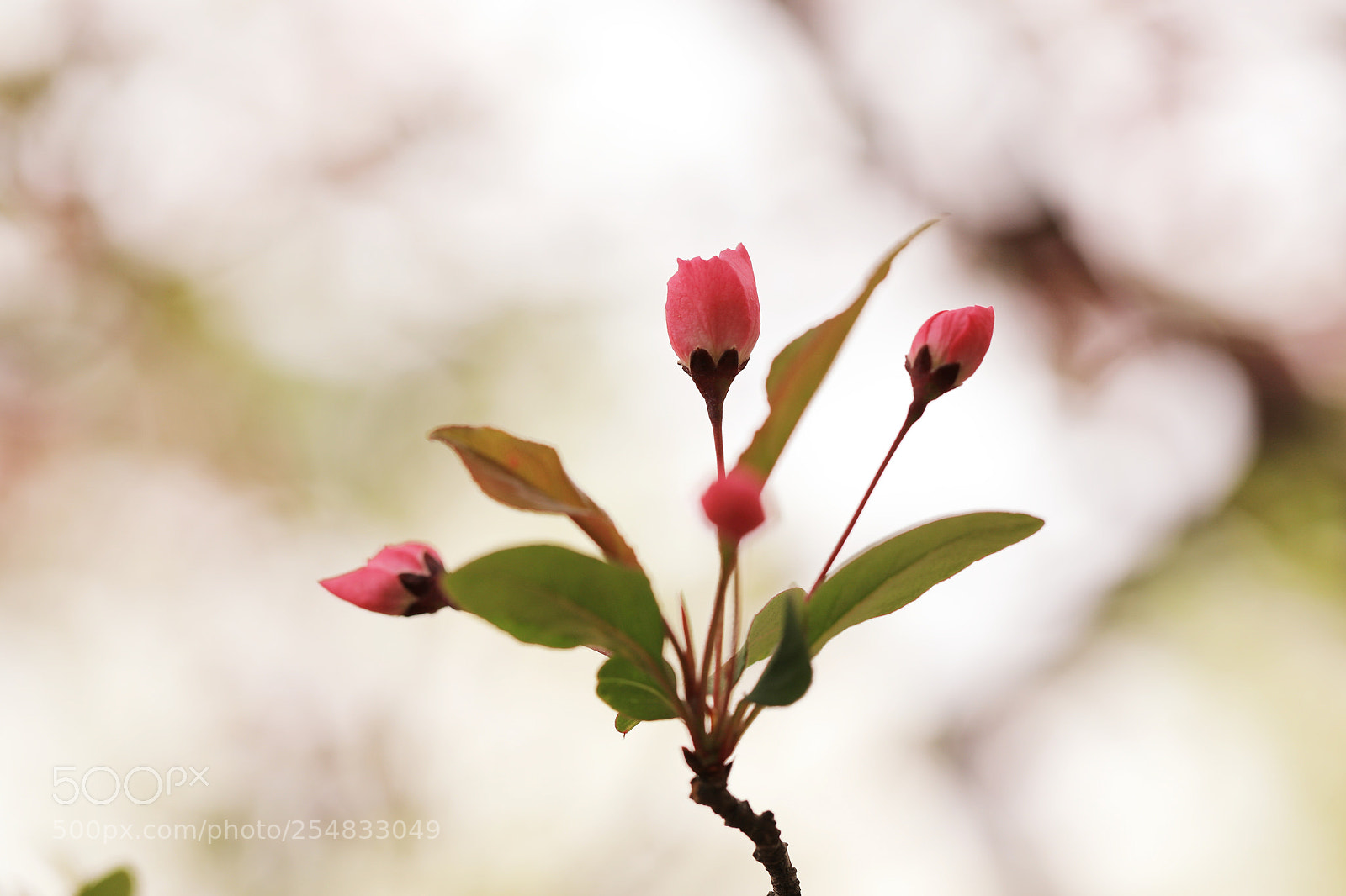 Canon EOS 5D Mark IV sample photo. She called me 'i'm photography