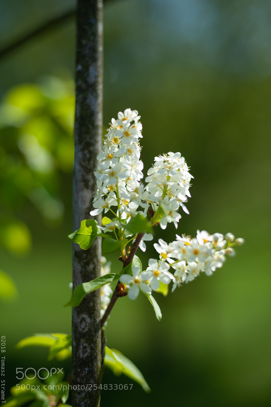 Nikon D700 sample photo. Fragrance photography