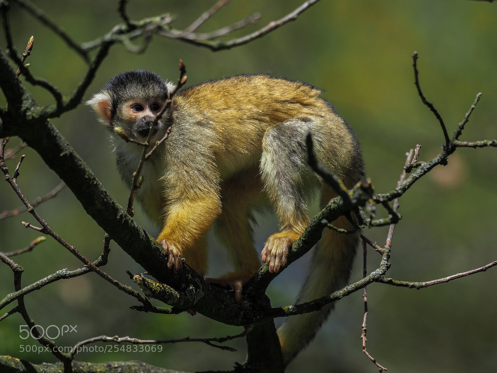 Olympus OM-D E-M1 Mark II sample photo. Squirrel monkey photography