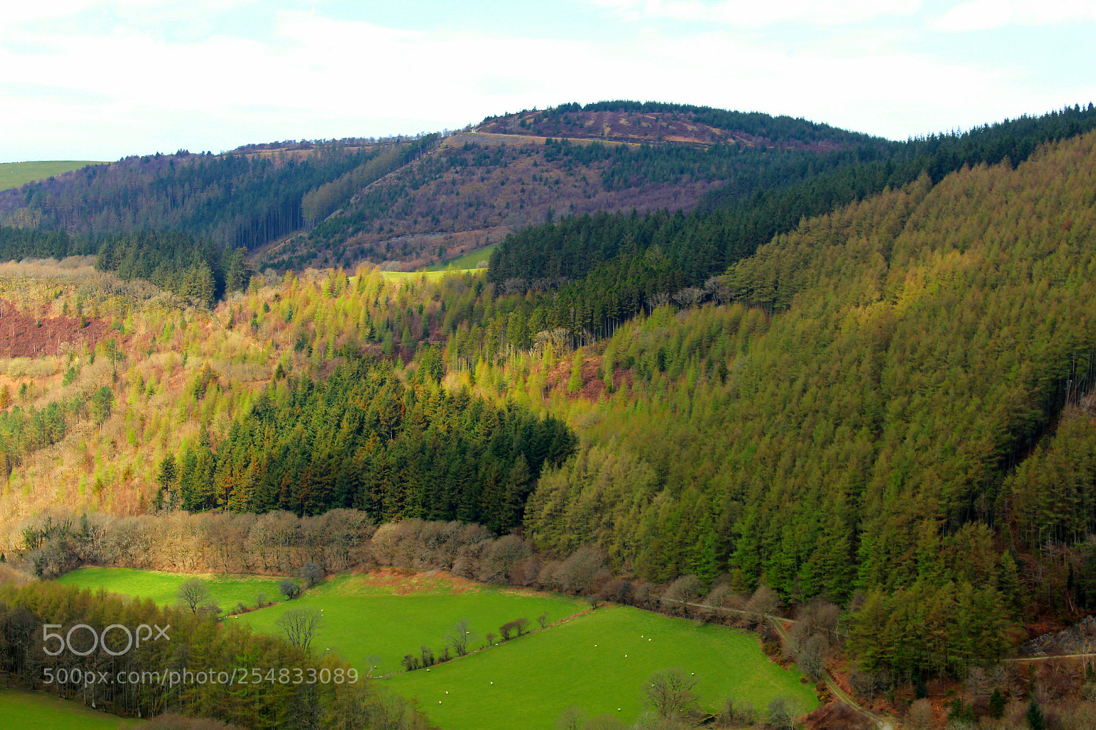 Canon EOS 1300D (EOS Rebel T6 / EOS Kiss X80) sample photo. Welsh hillside forest photography