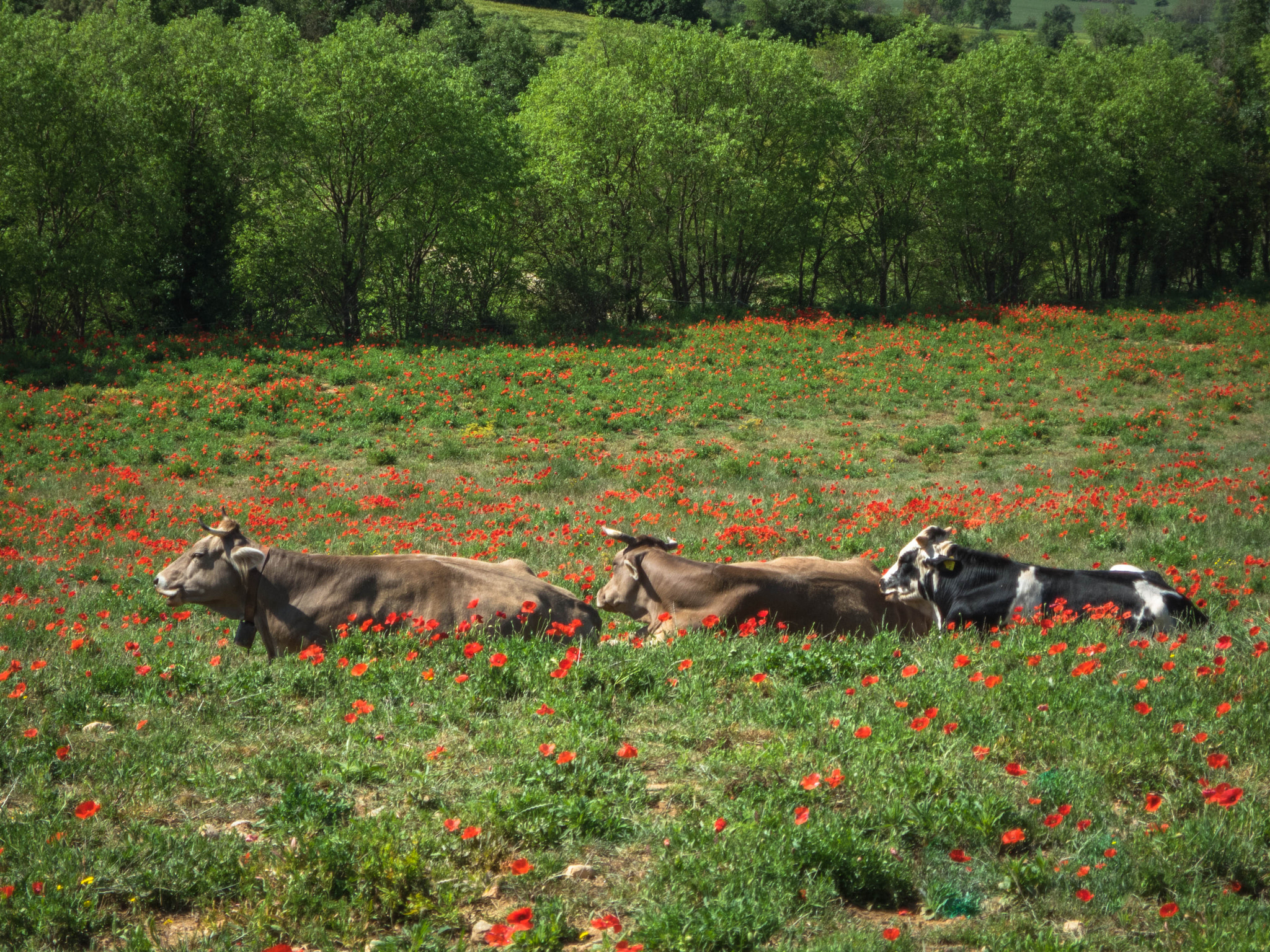 Canon PowerShot S120 sample photo. Vacas y amapolas photography