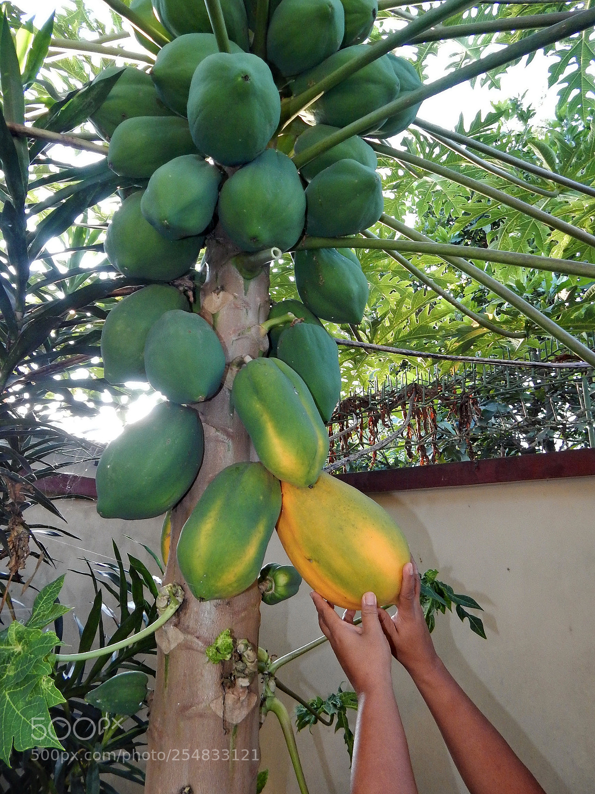 Nikon Coolpix L830 sample photo. Papaya at my home photography
