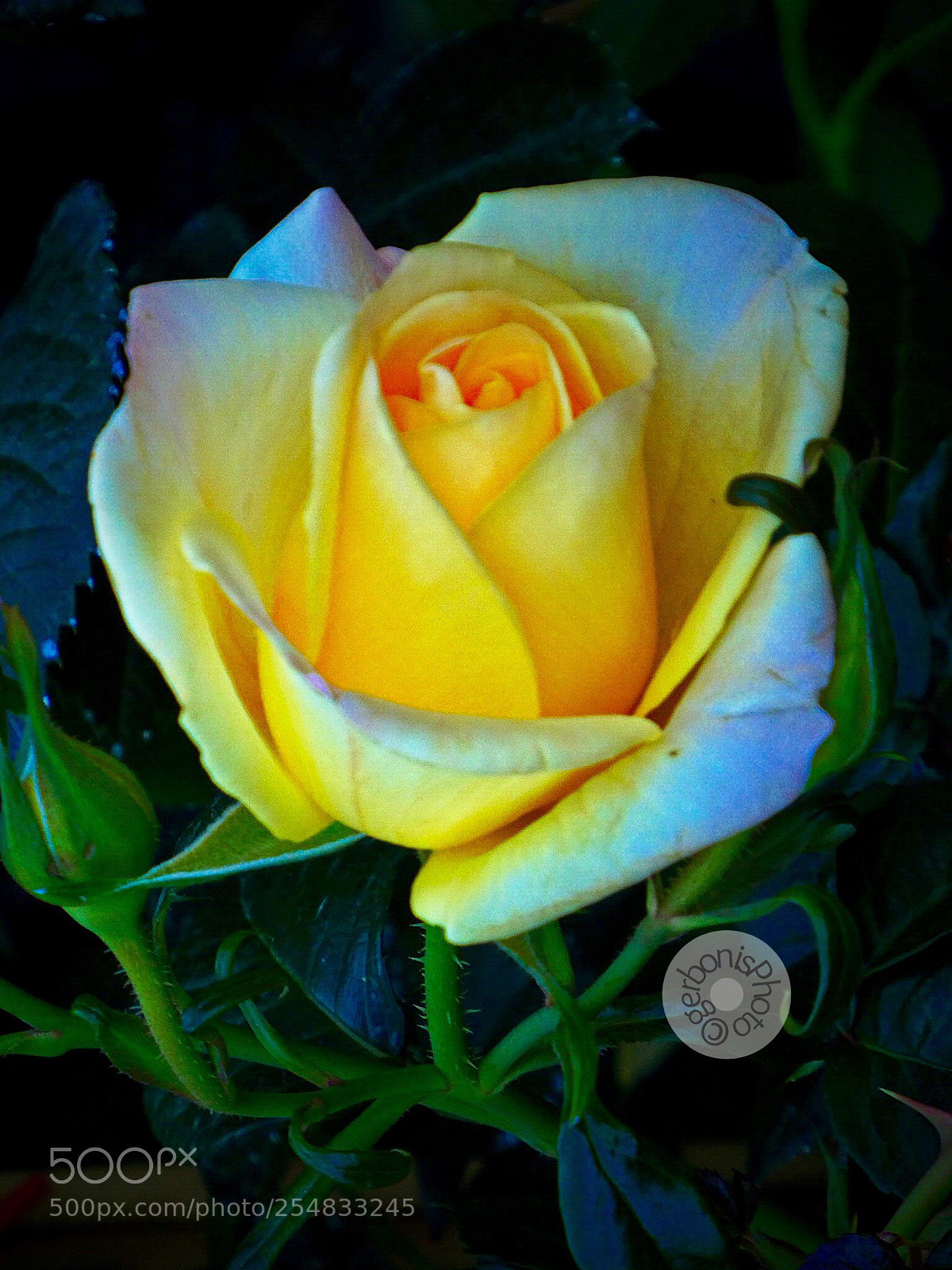Panasonic Lumix DC-ZS70 (Lumix DC-TZ90) sample photo. Begin a new lovely photography