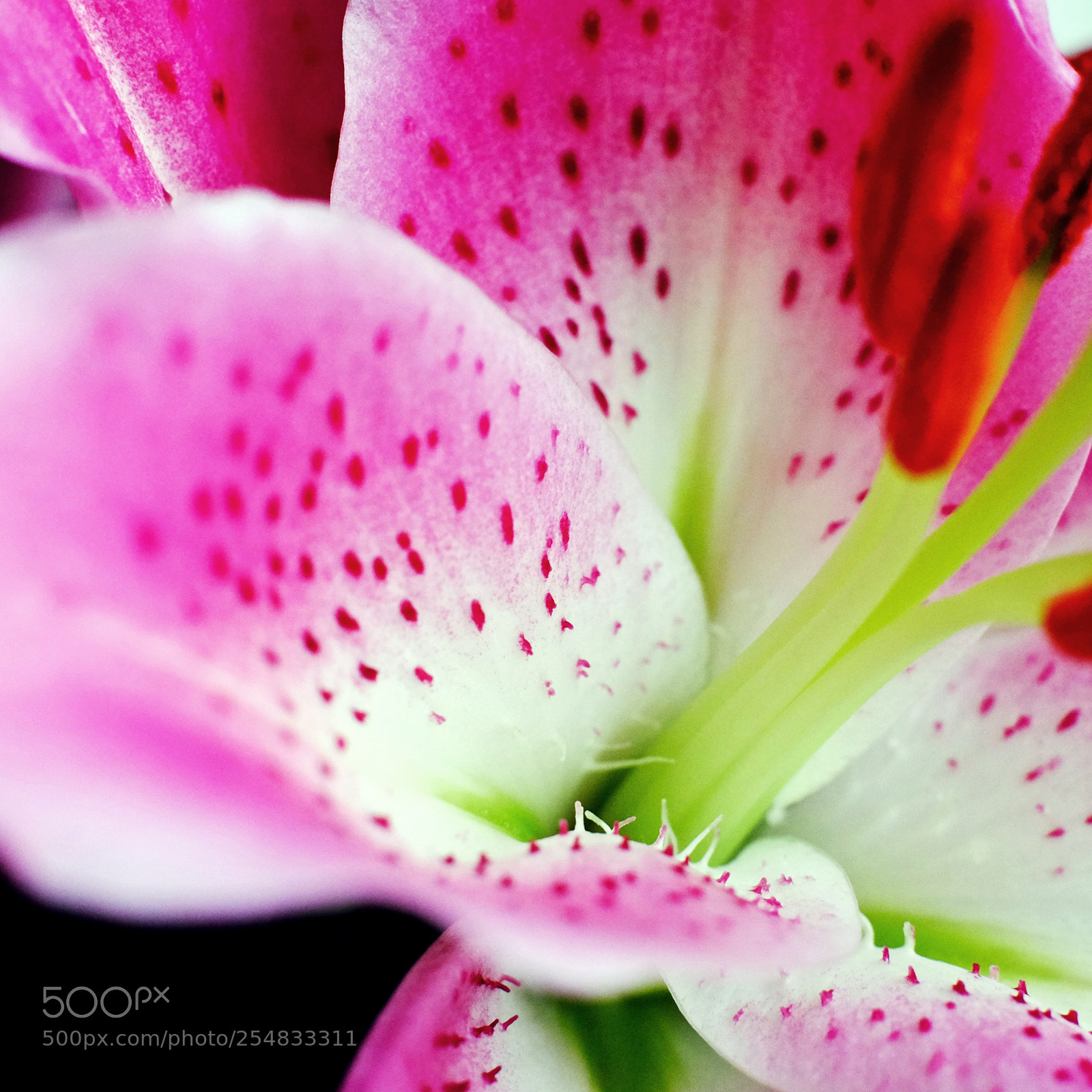 Fujifilm X-T10 sample photo. Stargazer lilly photography
