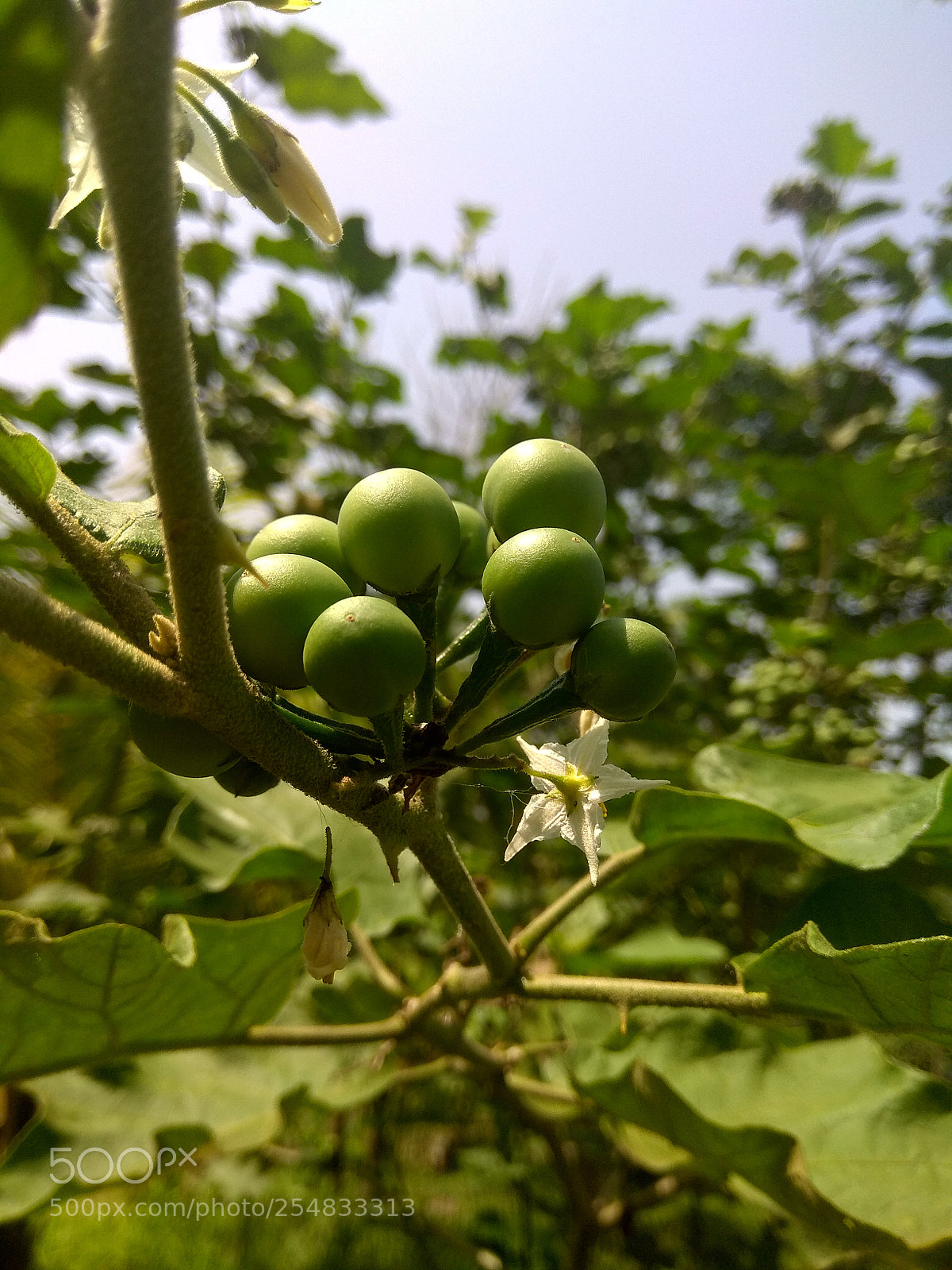 Xiaomi Redmi Note 4 sample photo. Untitled photography