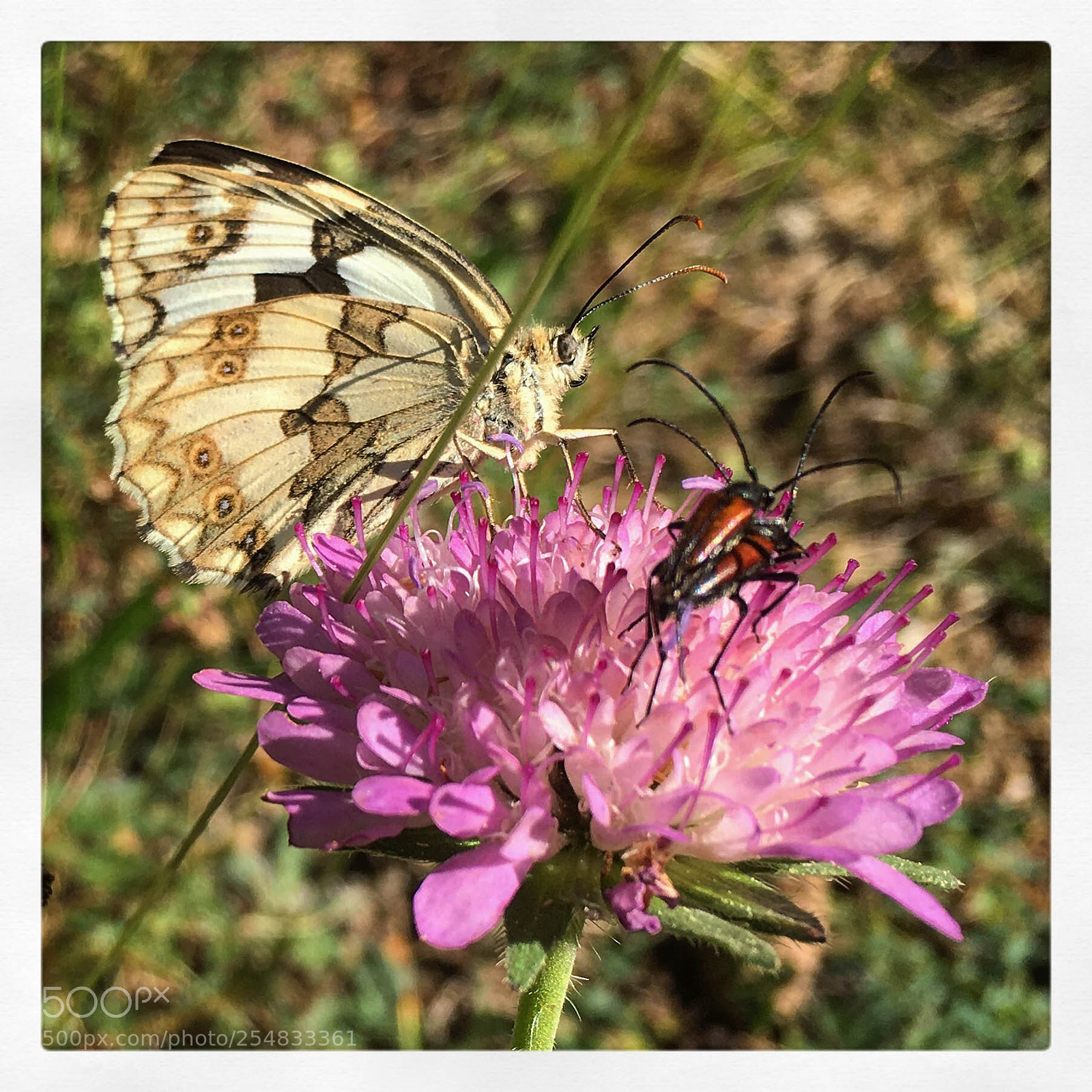 Apple iPhone 6s sample photo. Mariposa y bichitos photography