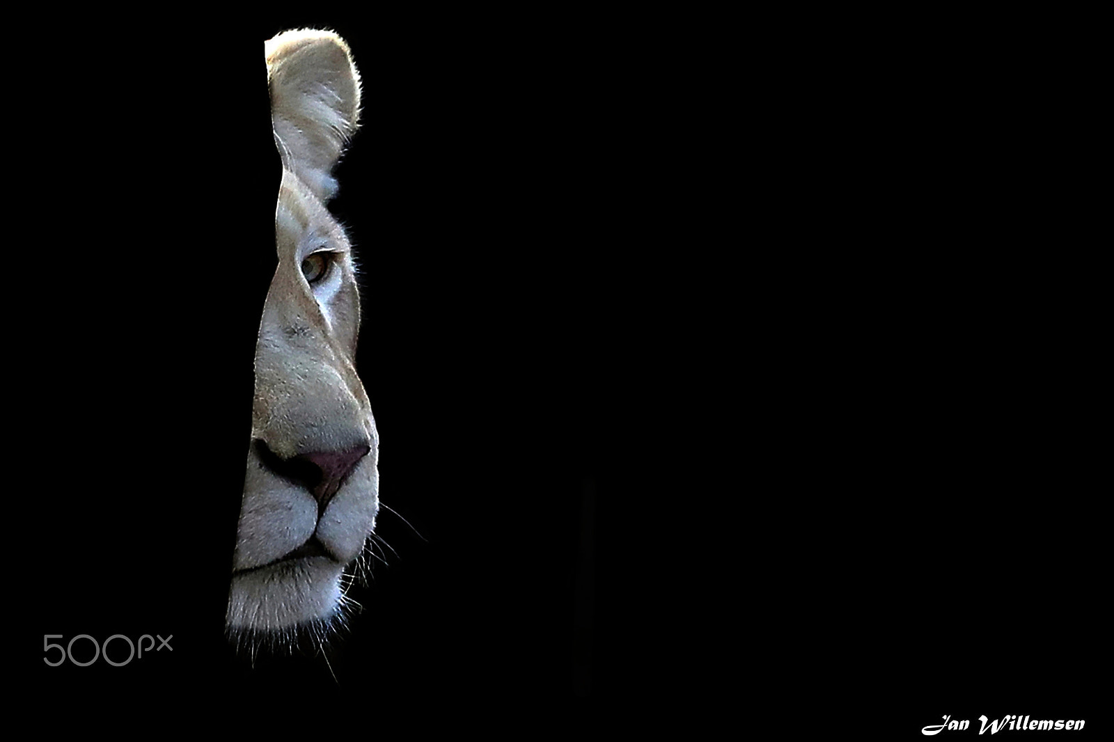 Canon EF 300mm F2.8L IS II USM sample photo. Afr white lioness photography