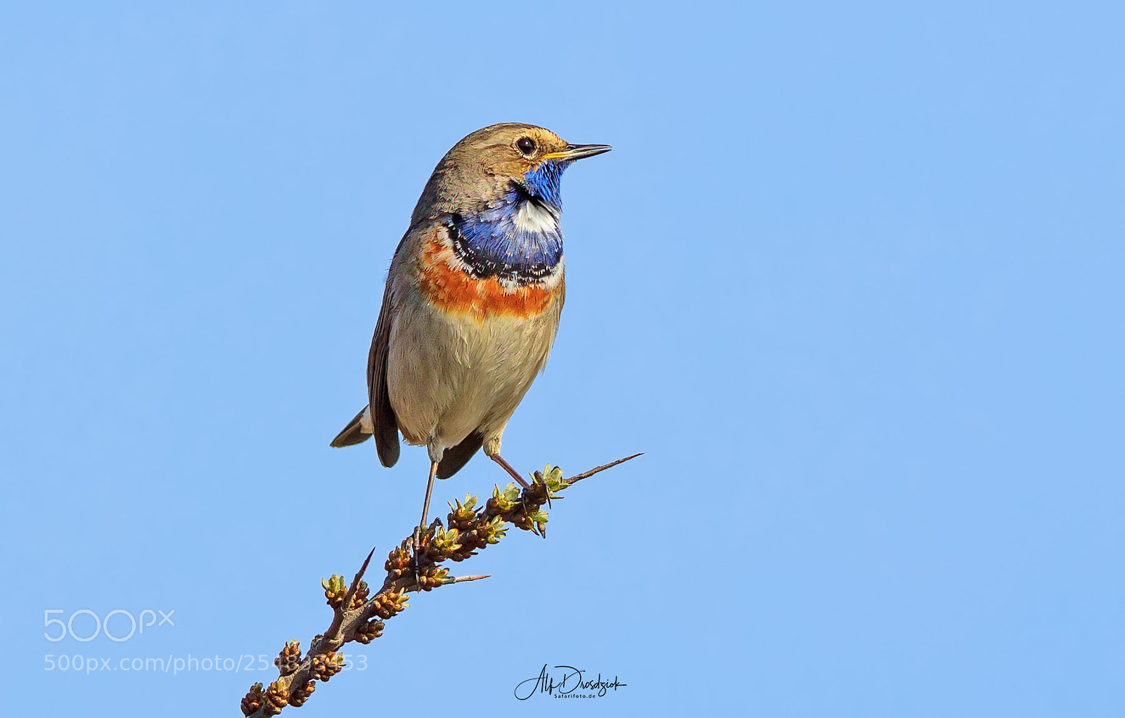 Canon EOS 5DS R sample photo. Blaukehlchen - bluethroad photography
