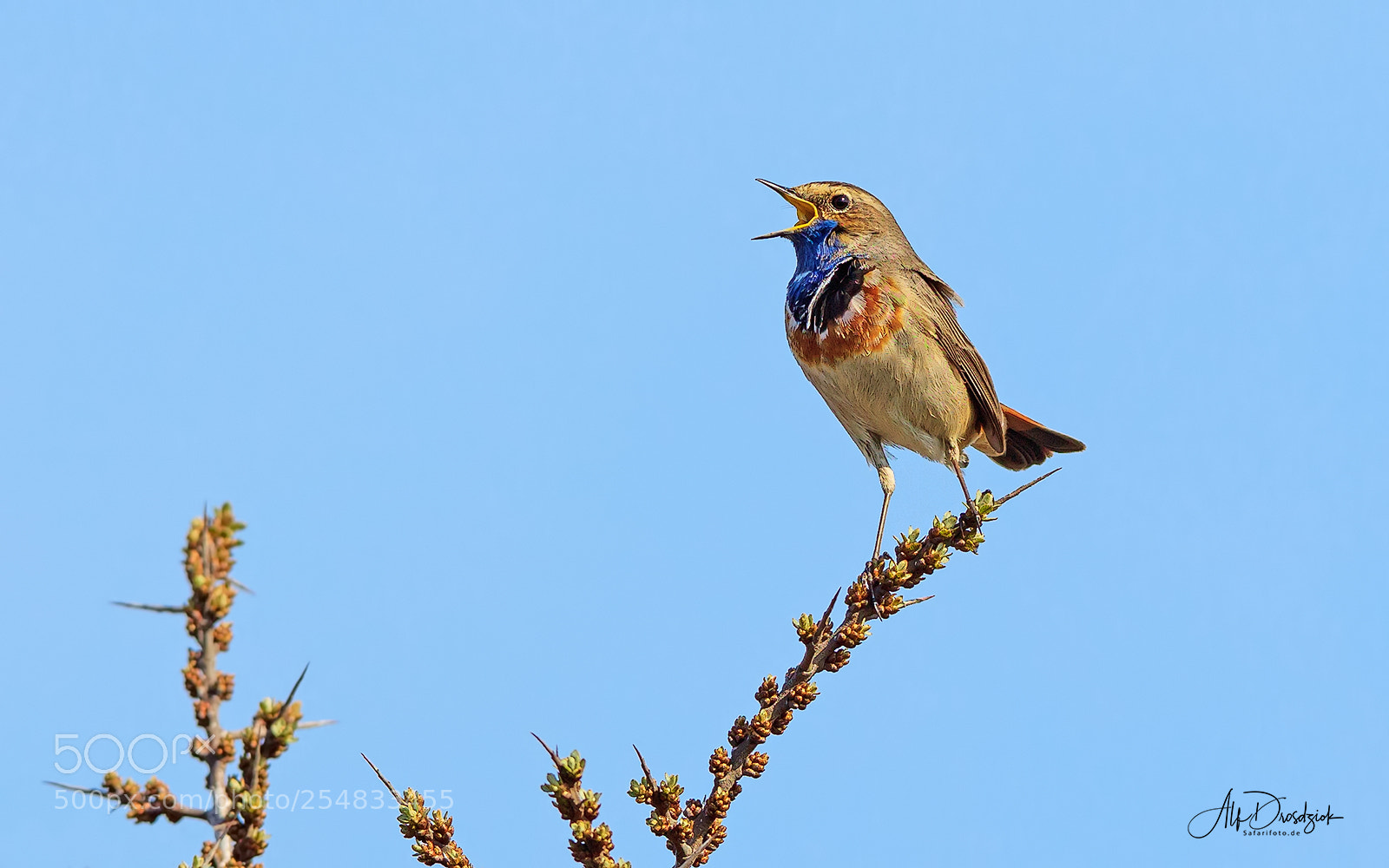 Canon EOS 5DS R sample photo. Blaukehlchen - bluethroad photography