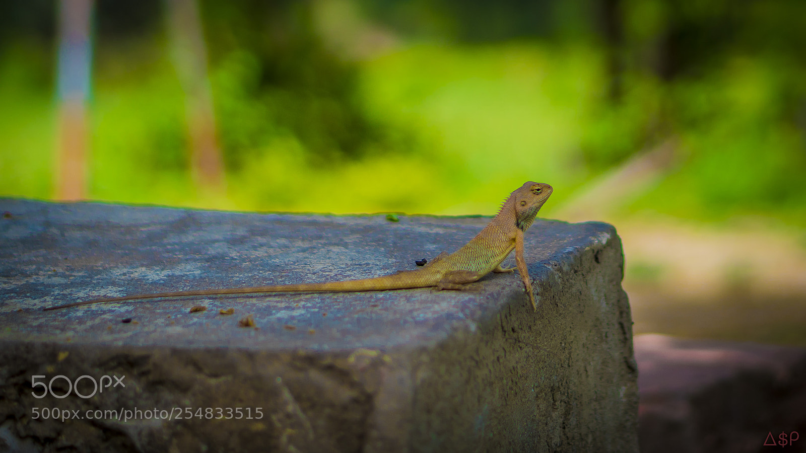 Sony a6300 sample photo. Indian chameleon photography