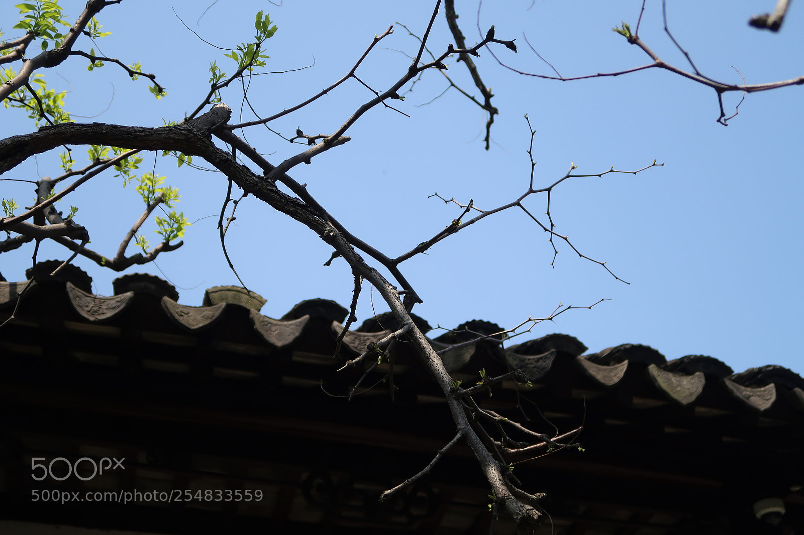 Canon PowerShot G7 X Mark II sample photo. Untitled photography