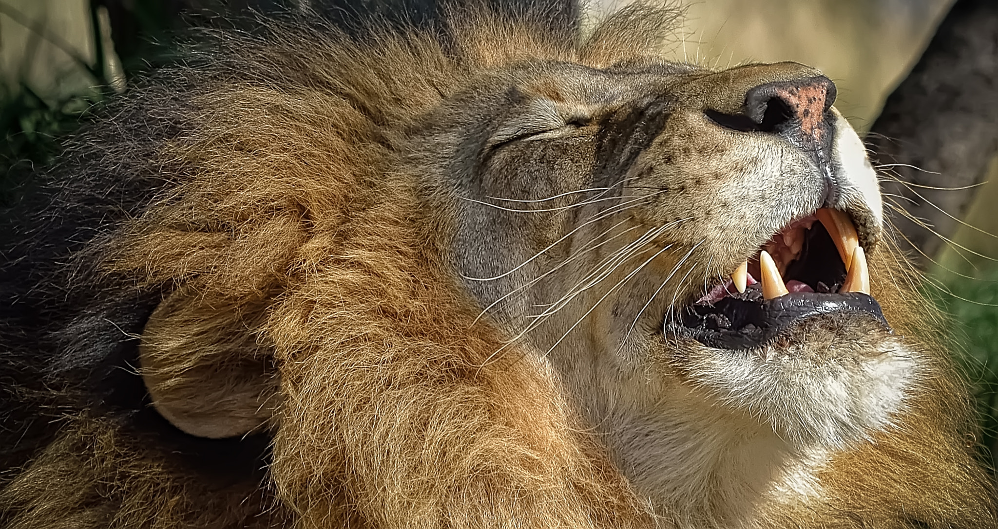 ~ The laughing Lion! by Clark Oden / 500px