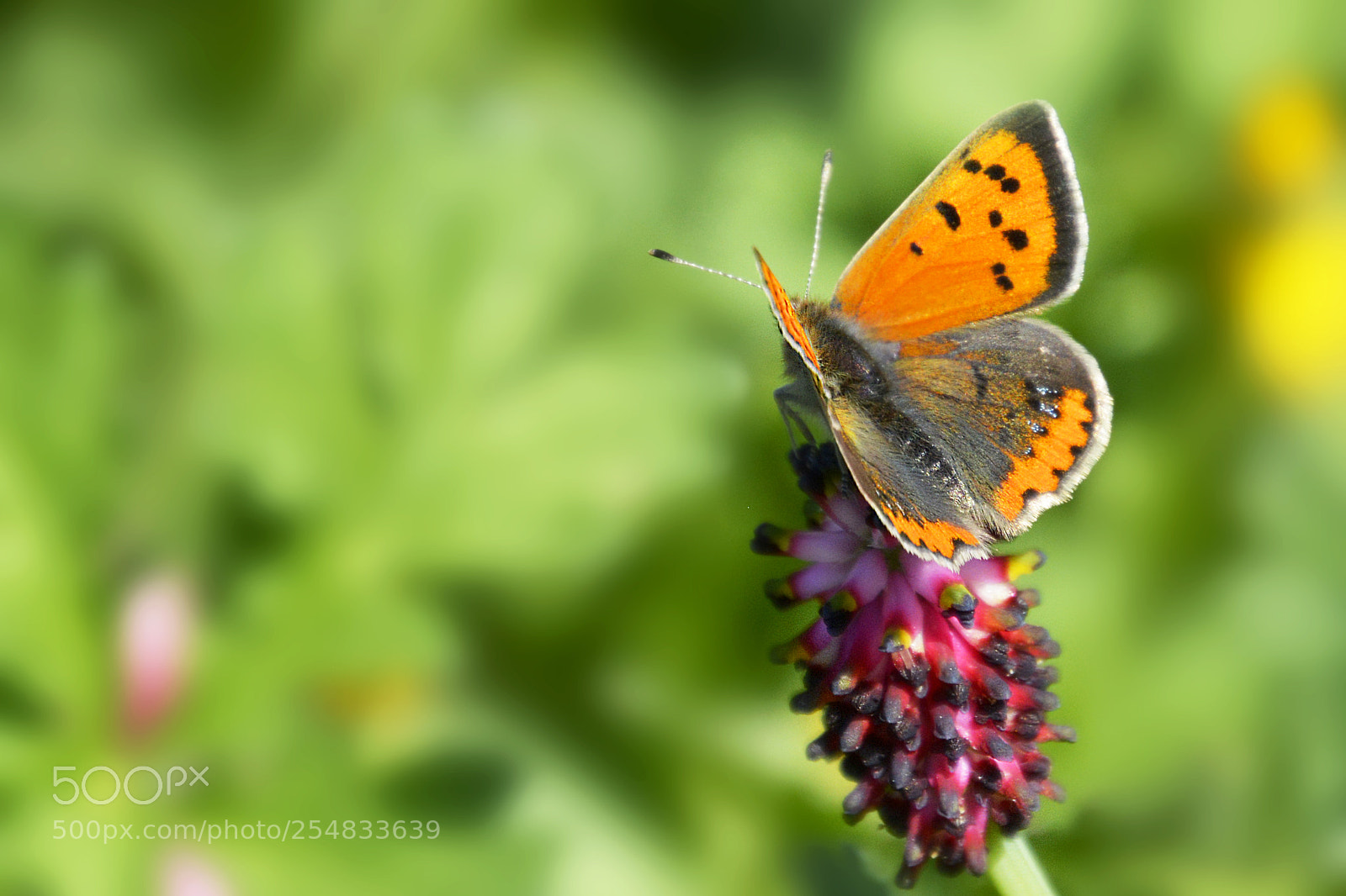 Nikon D5200 sample photo. Spring photography