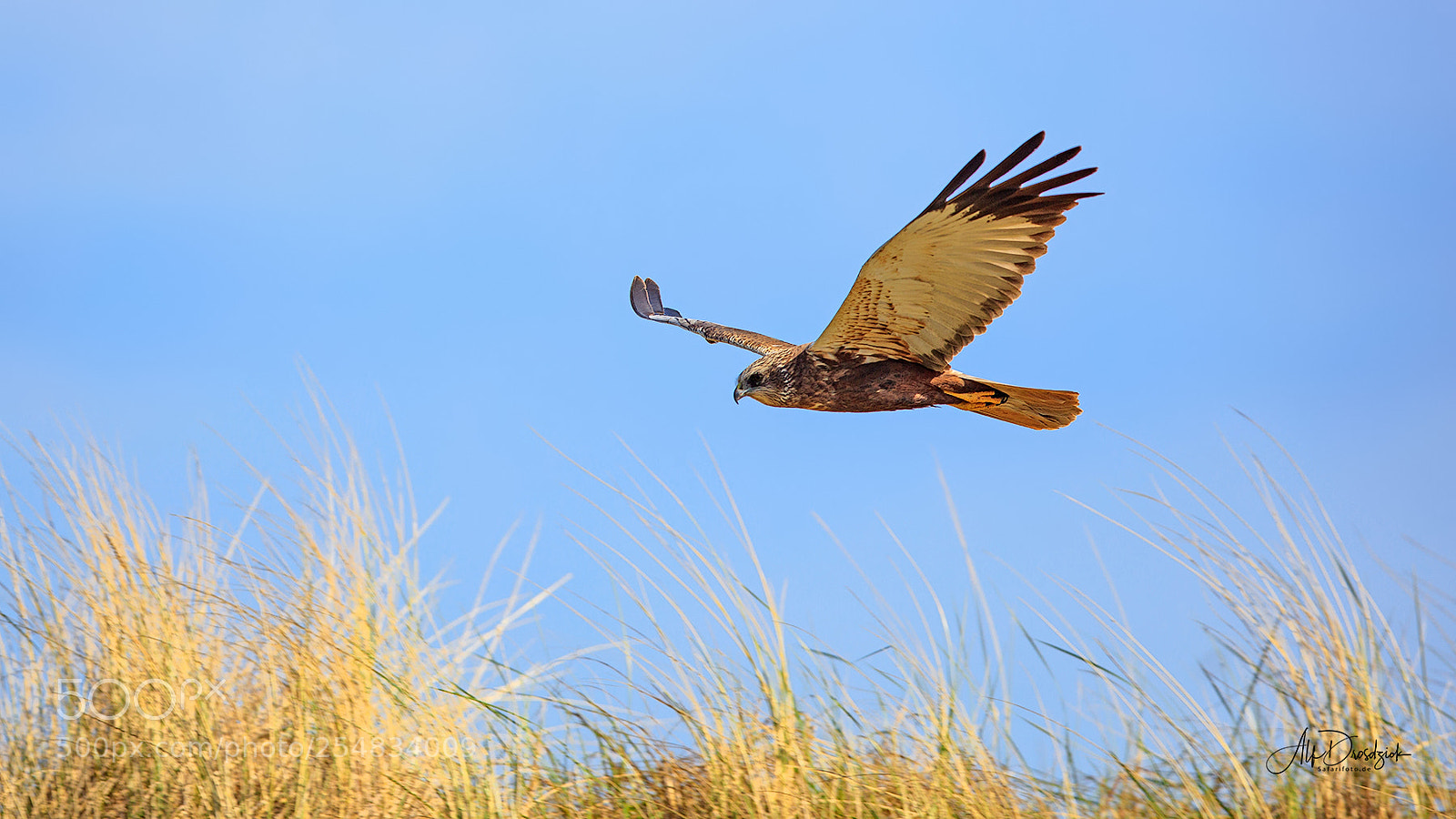 Canon EOS 5DS R sample photo. Marsh harrier in flight photography