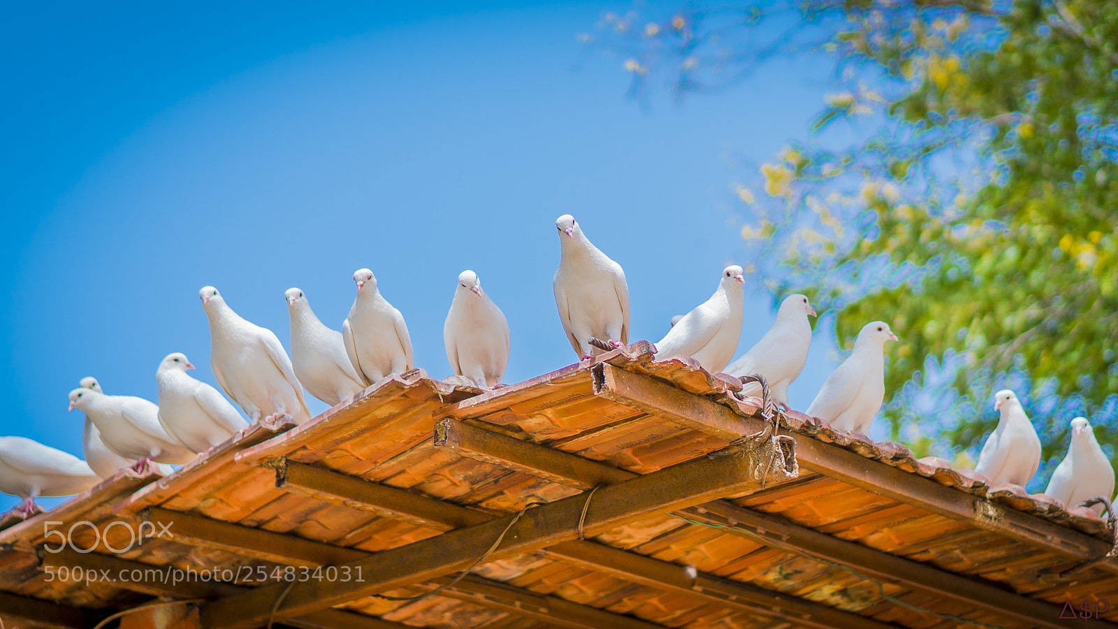 Sony a6300 sample photo. Pigeon gang photography