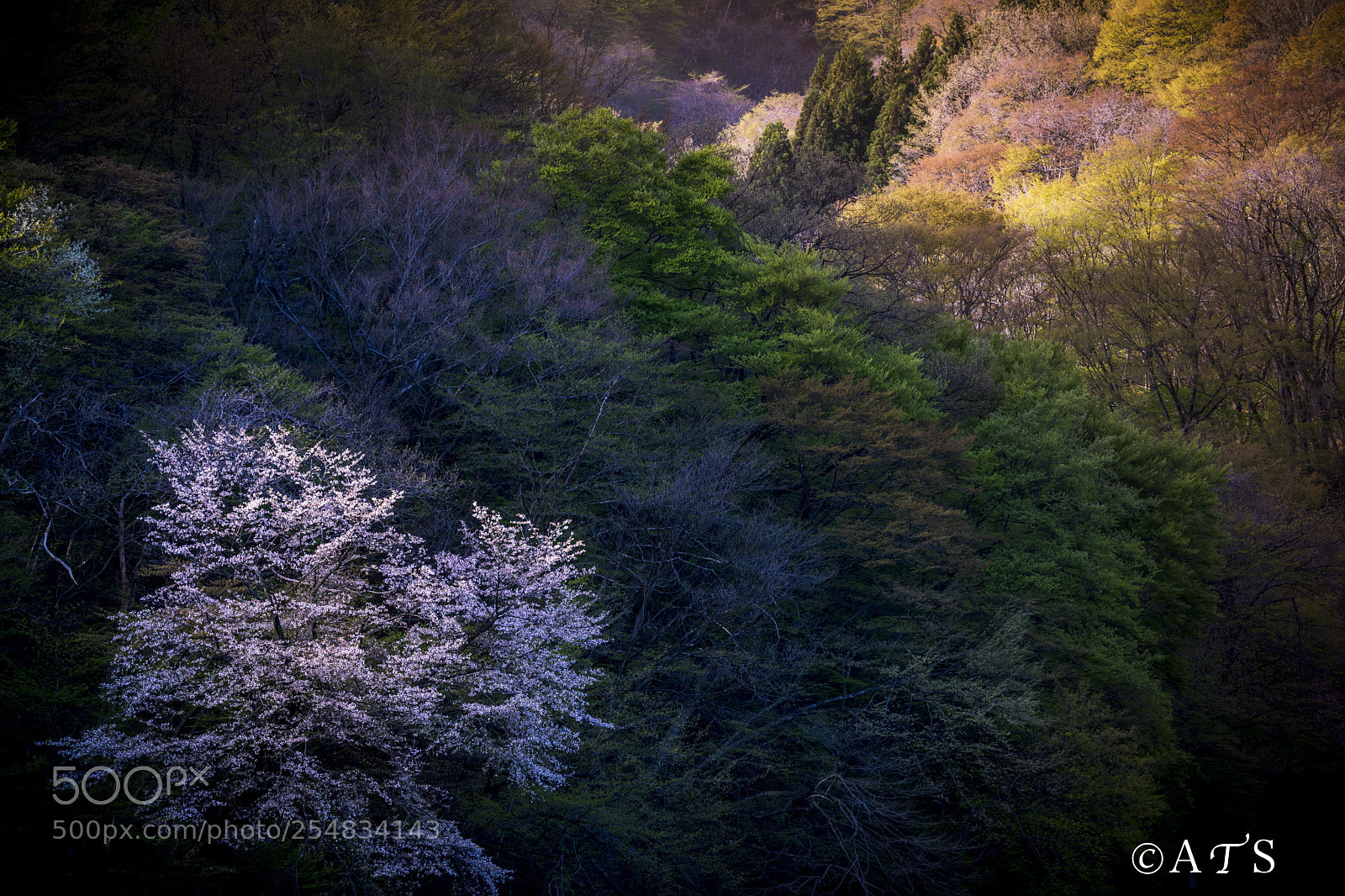 Canon EOS 5D Mark IV sample photo. Cherry blossoms photography
