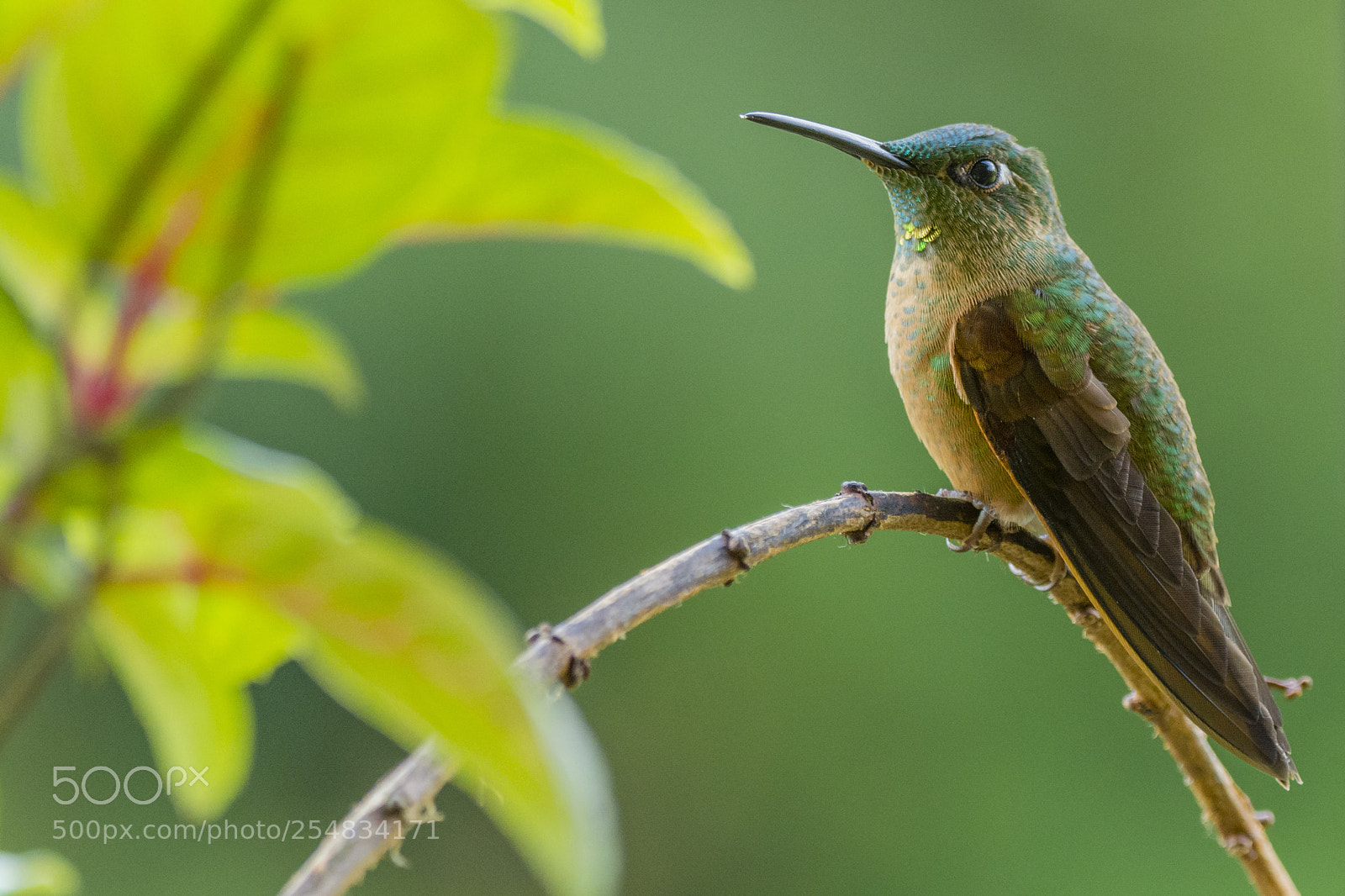 Nikon D7100 sample photo. Fawn-breasted brilliant photography