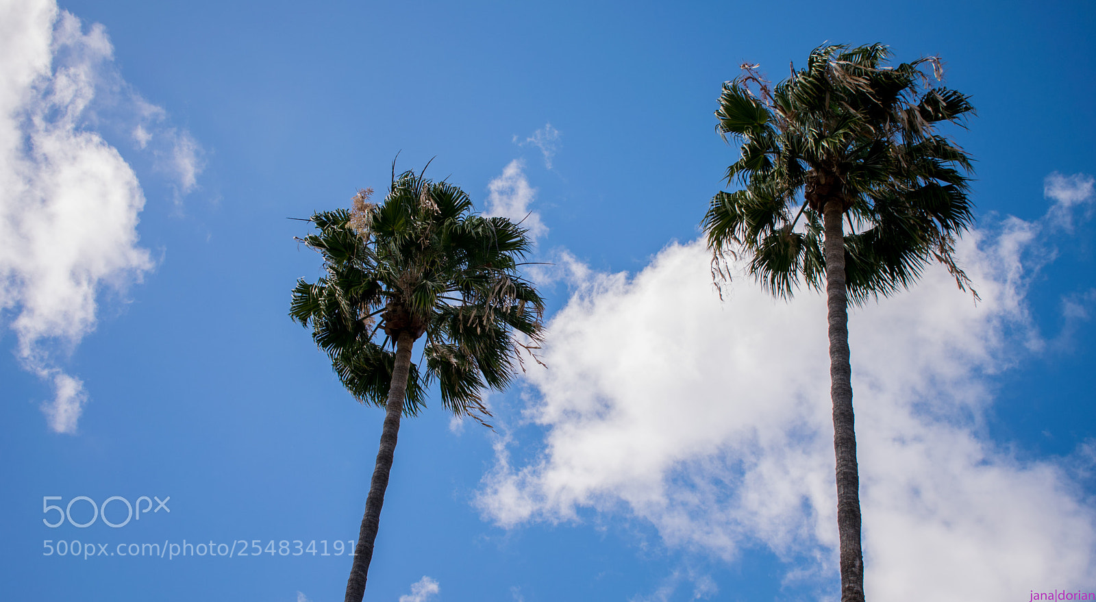 Nikon D5300 sample photo. Climbing trees photography