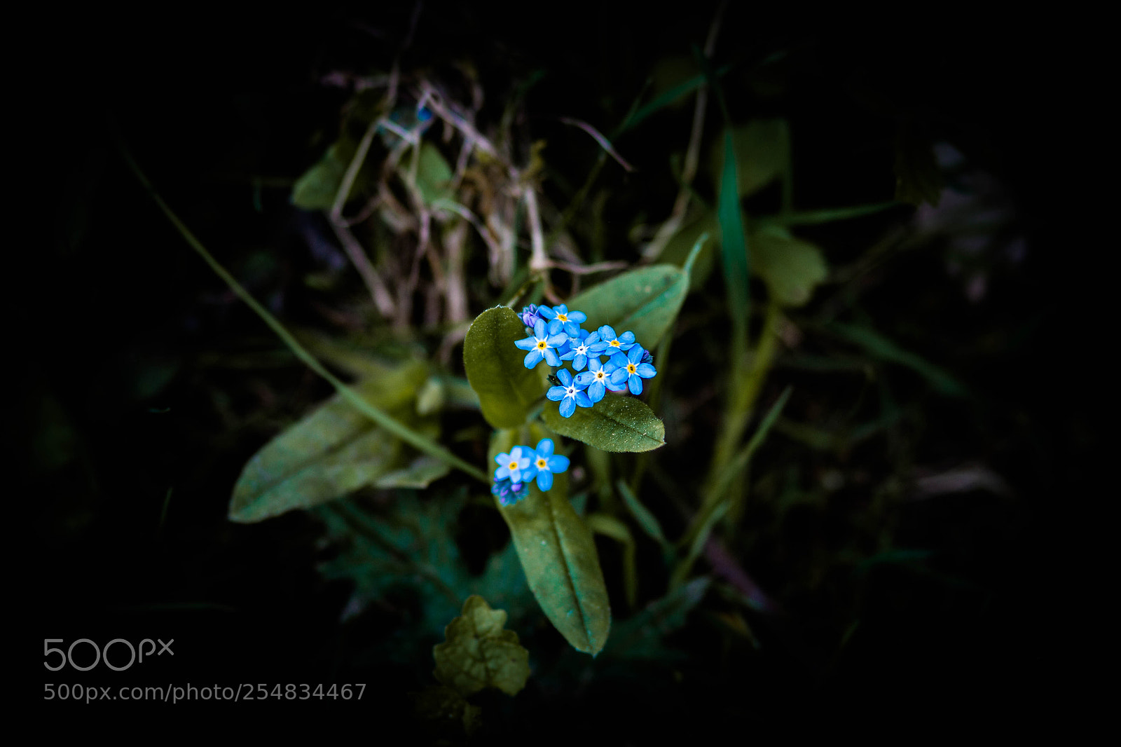 Canon EOS 7D sample photo. I'm blue da ba photography