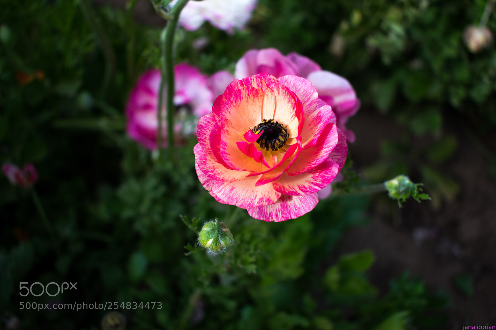 Nikon D5300 sample photo. Flower in the field photography