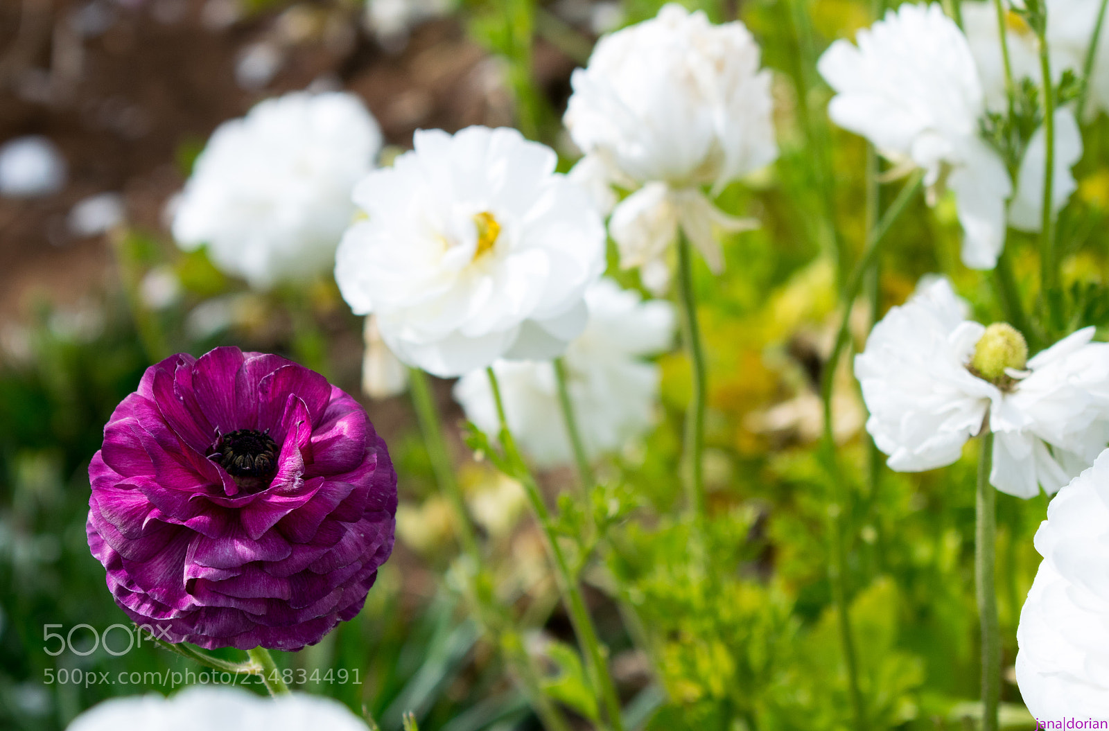 Nikon D5300 sample photo. Stand out photography