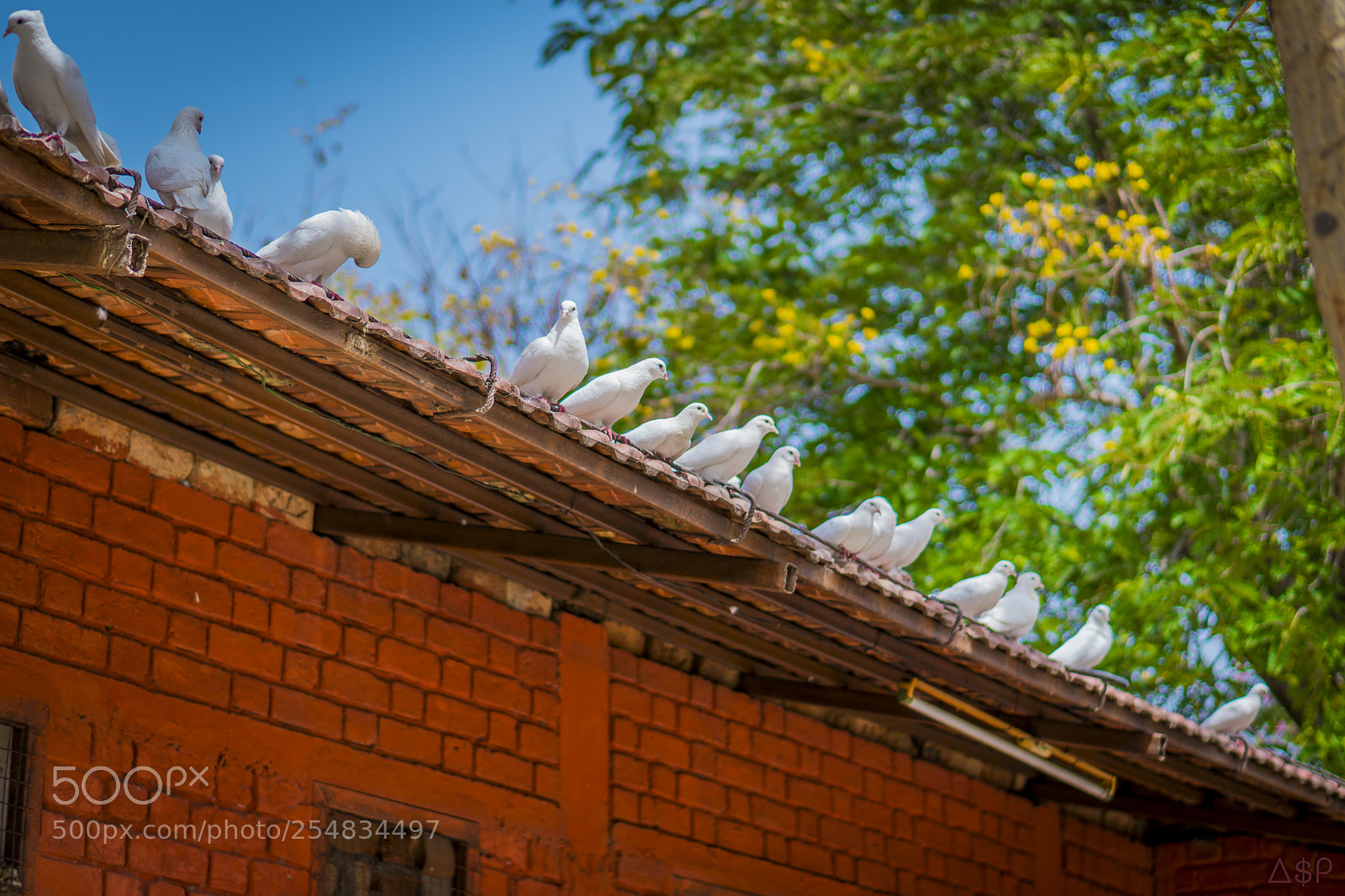 Sony a6300 sample photo. Pigeon gang photography