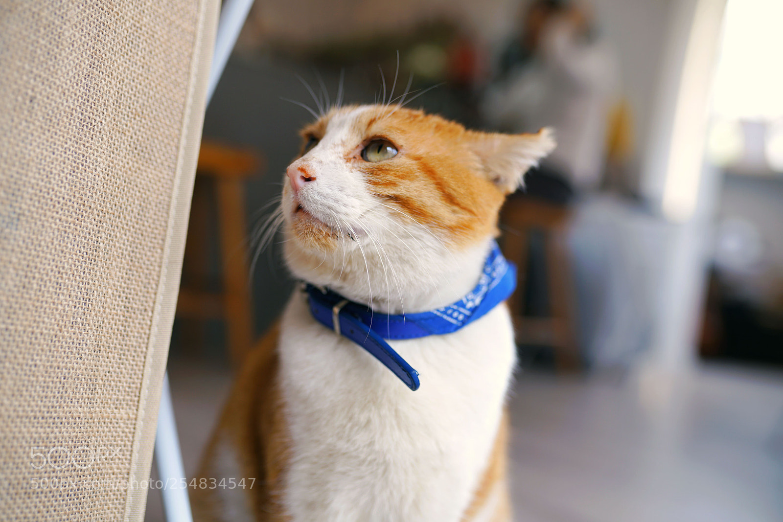 Sony a7R II sample photo. Untitled photography