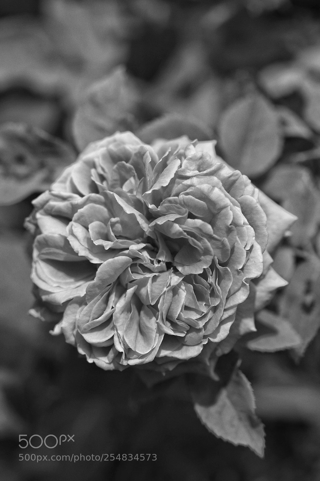 Canon EOS 1200D (EOS Rebel T5 / EOS Kiss X70 / EOS Hi) sample photo. Rosa-rosae photography