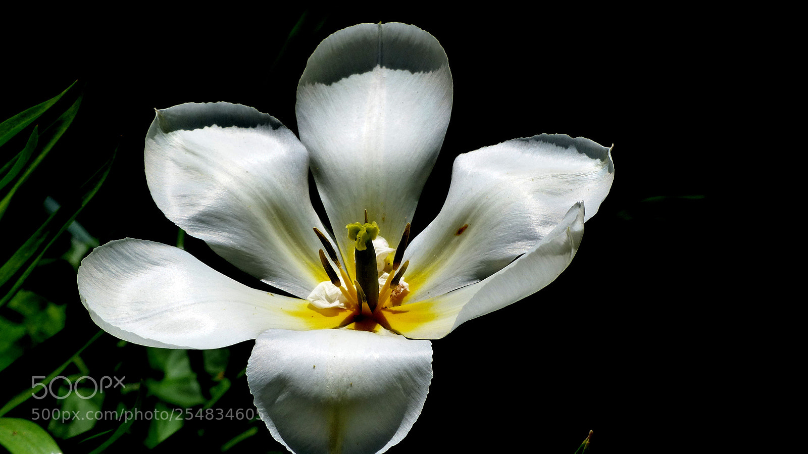 Panasonic Lumix DMC-FZ200 sample photo. White tulip. photography