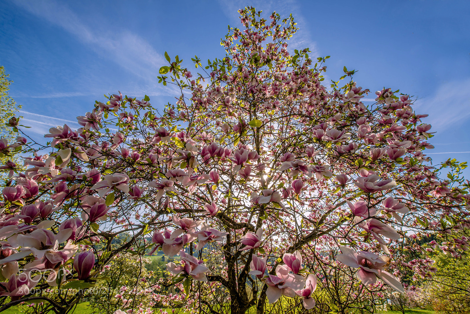 Nikon D800E sample photo. Arbre printanier photography