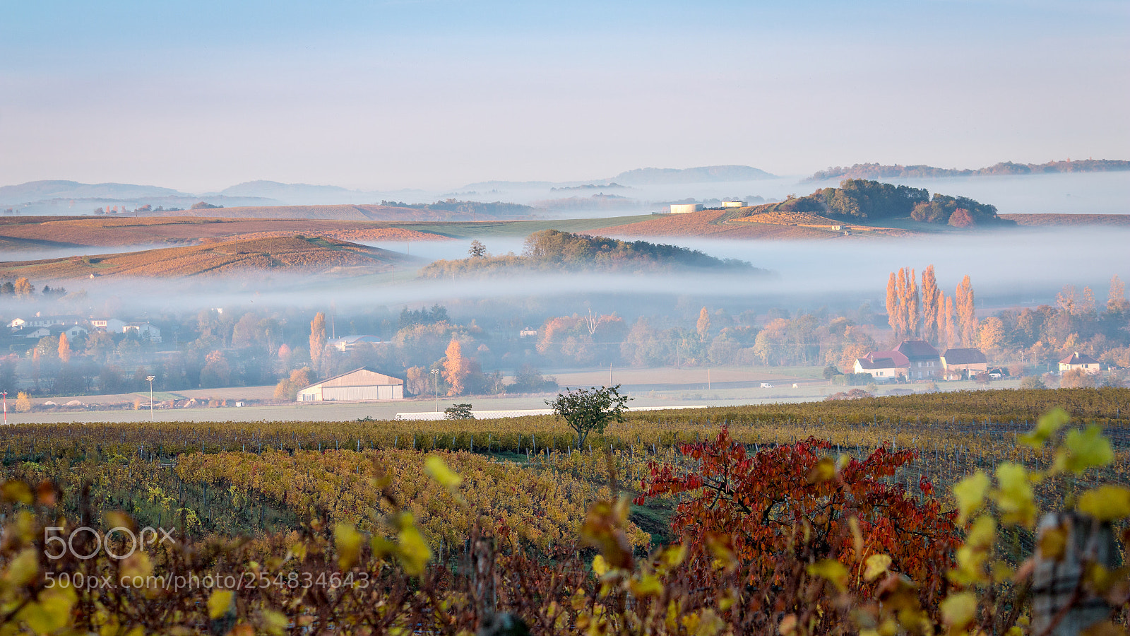 Canon EOS 70D sample photo. Misty vineyards photography
