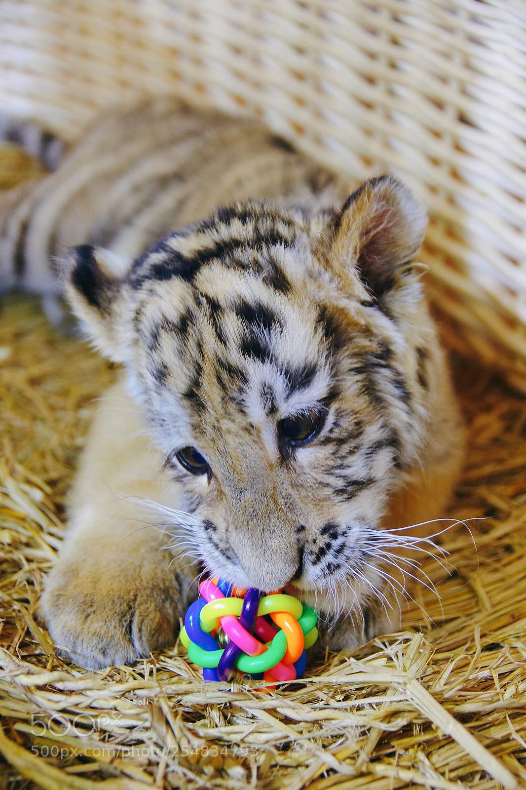 Pentax K-5 sample photo. Tiger baby photography