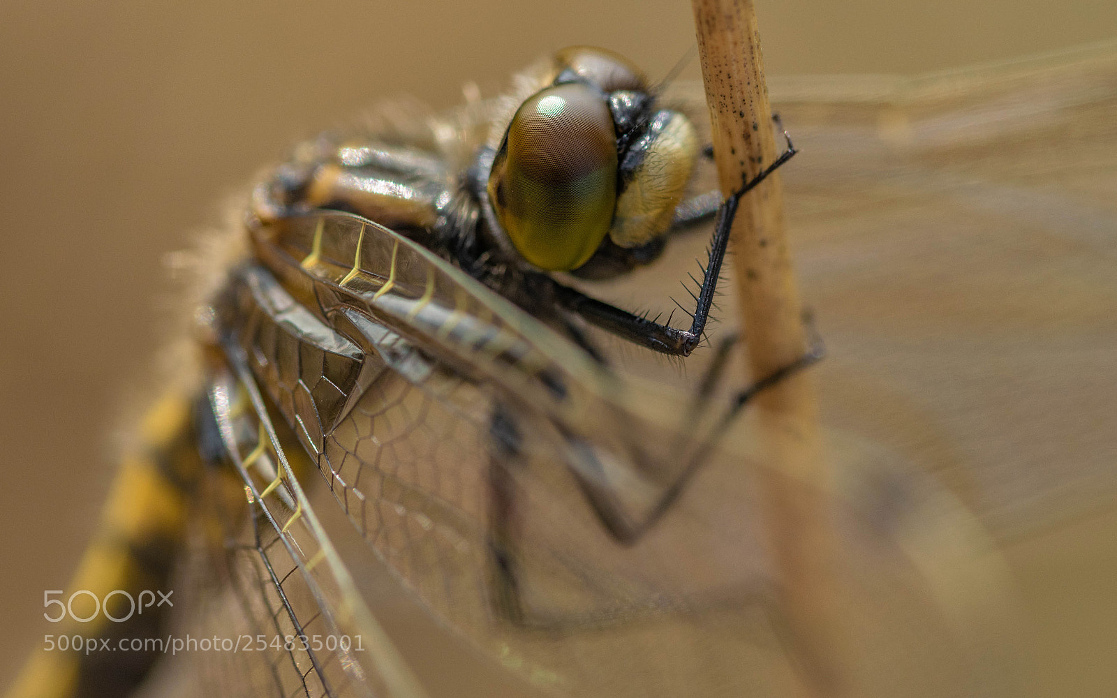 Nikon D5300 sample photo. Young male photography