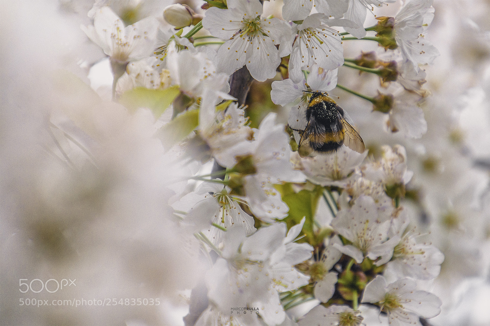 Nikon D7200 sample photo. Spring is life photography