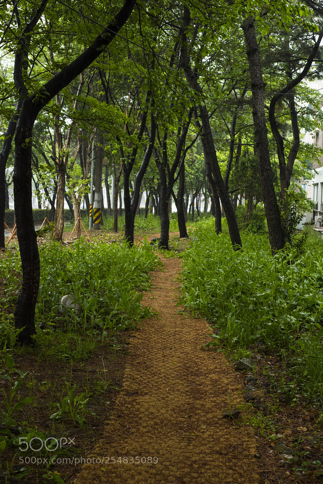 Nikon D810 sample photo. A path sodden with photography