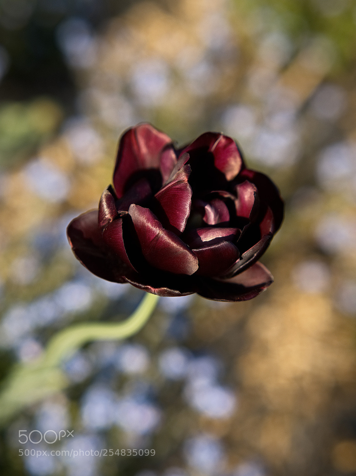 Panasonic Lumix DC-GH5 sample photo. *** photography