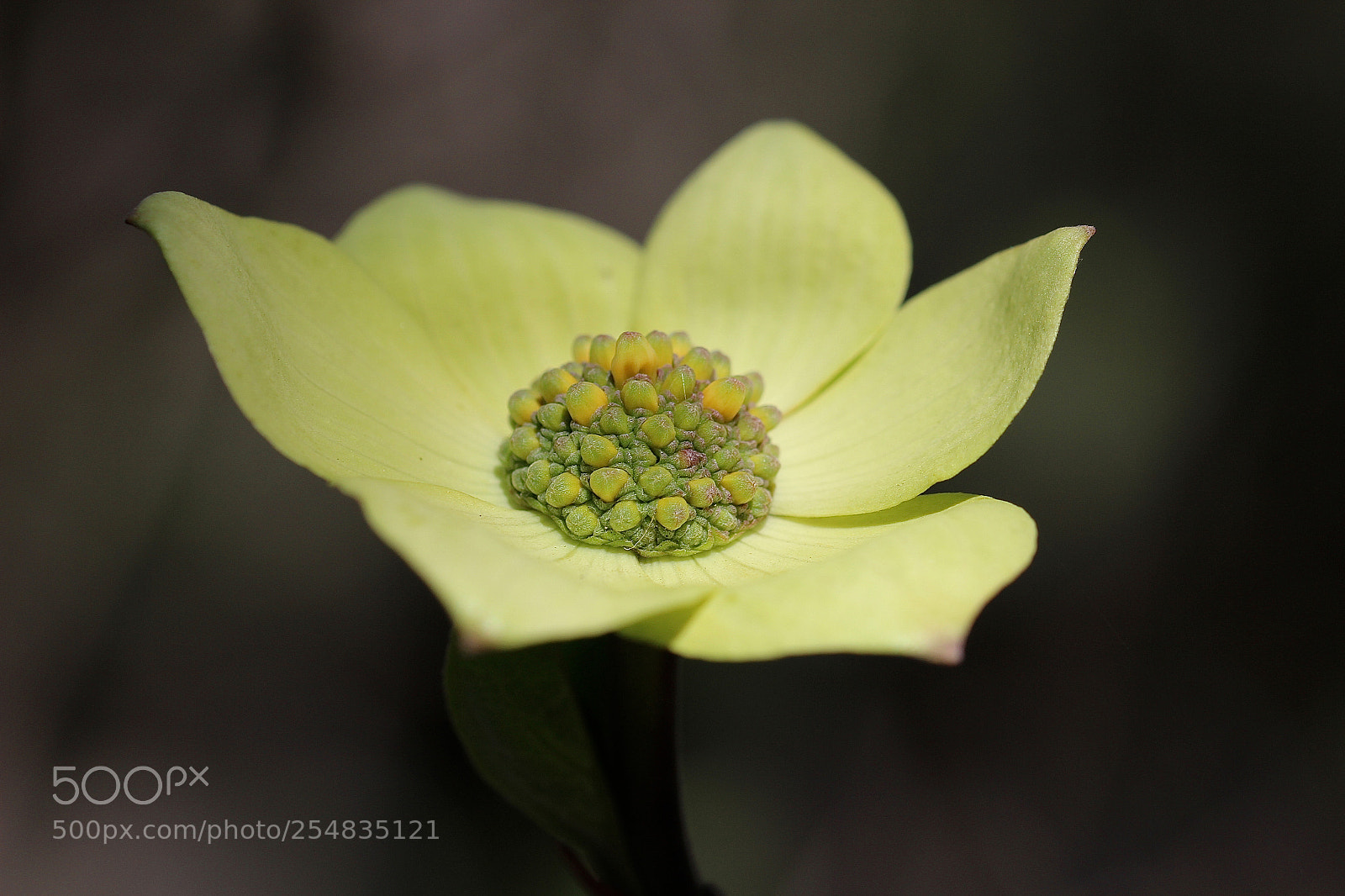 Canon EOS 600D (Rebel EOS T3i / EOS Kiss X5) sample photo. Macro / flower photography