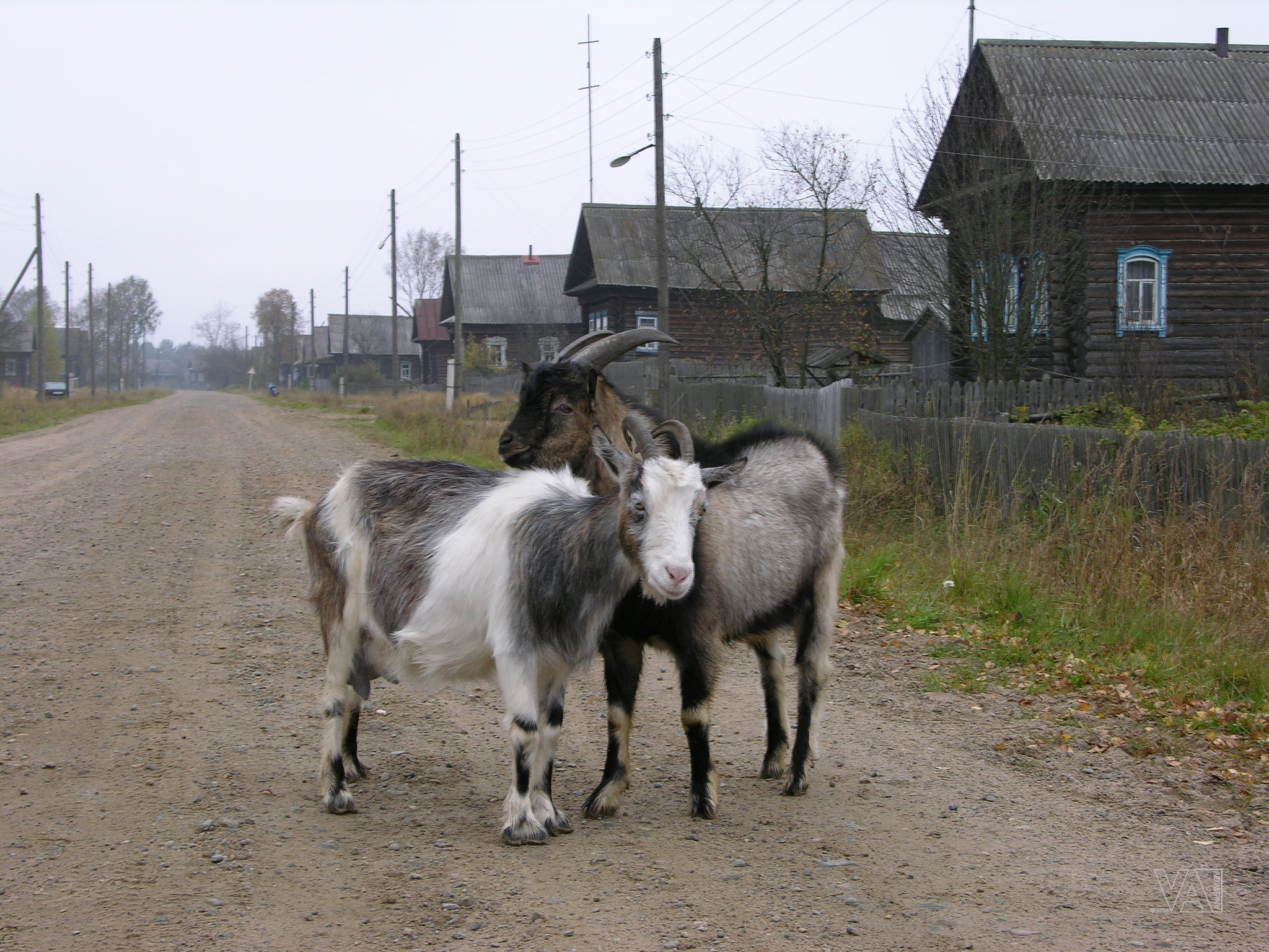 Nikon E8700 sample photo. Rural couple photography