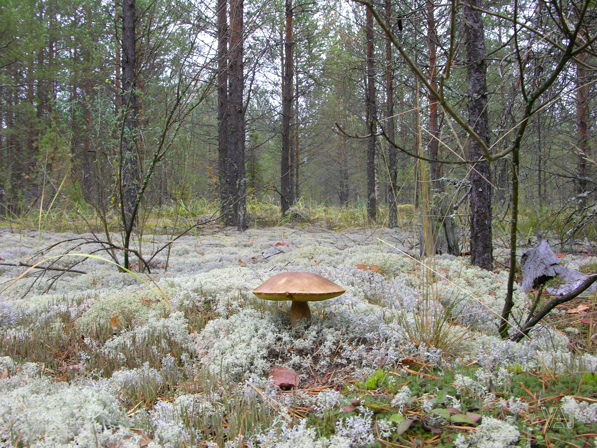 Nikon E8700 sample photo. My mushroom photography